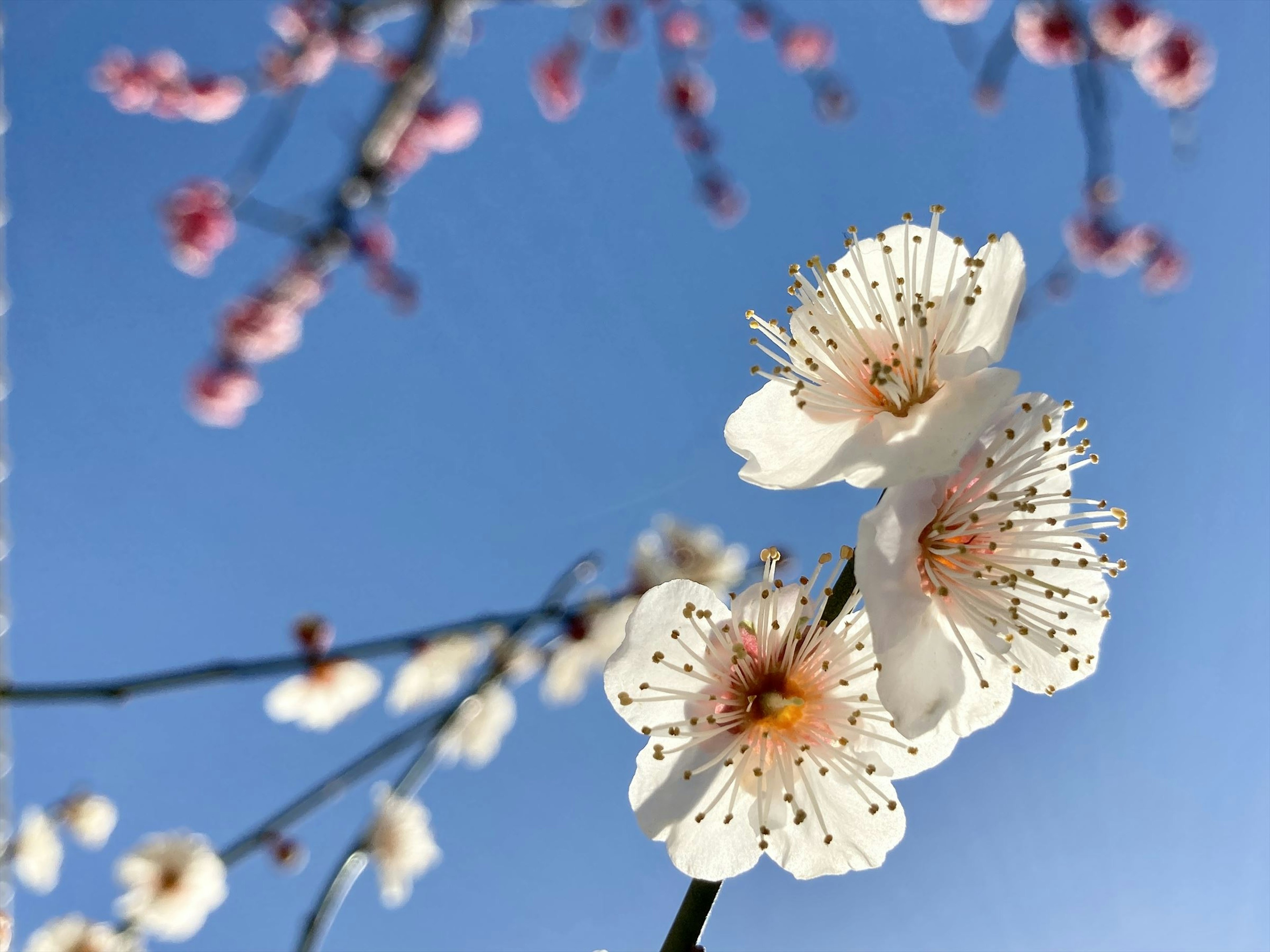 白梅花在晴朗的蓝天下绽放，伴有粉色蕾