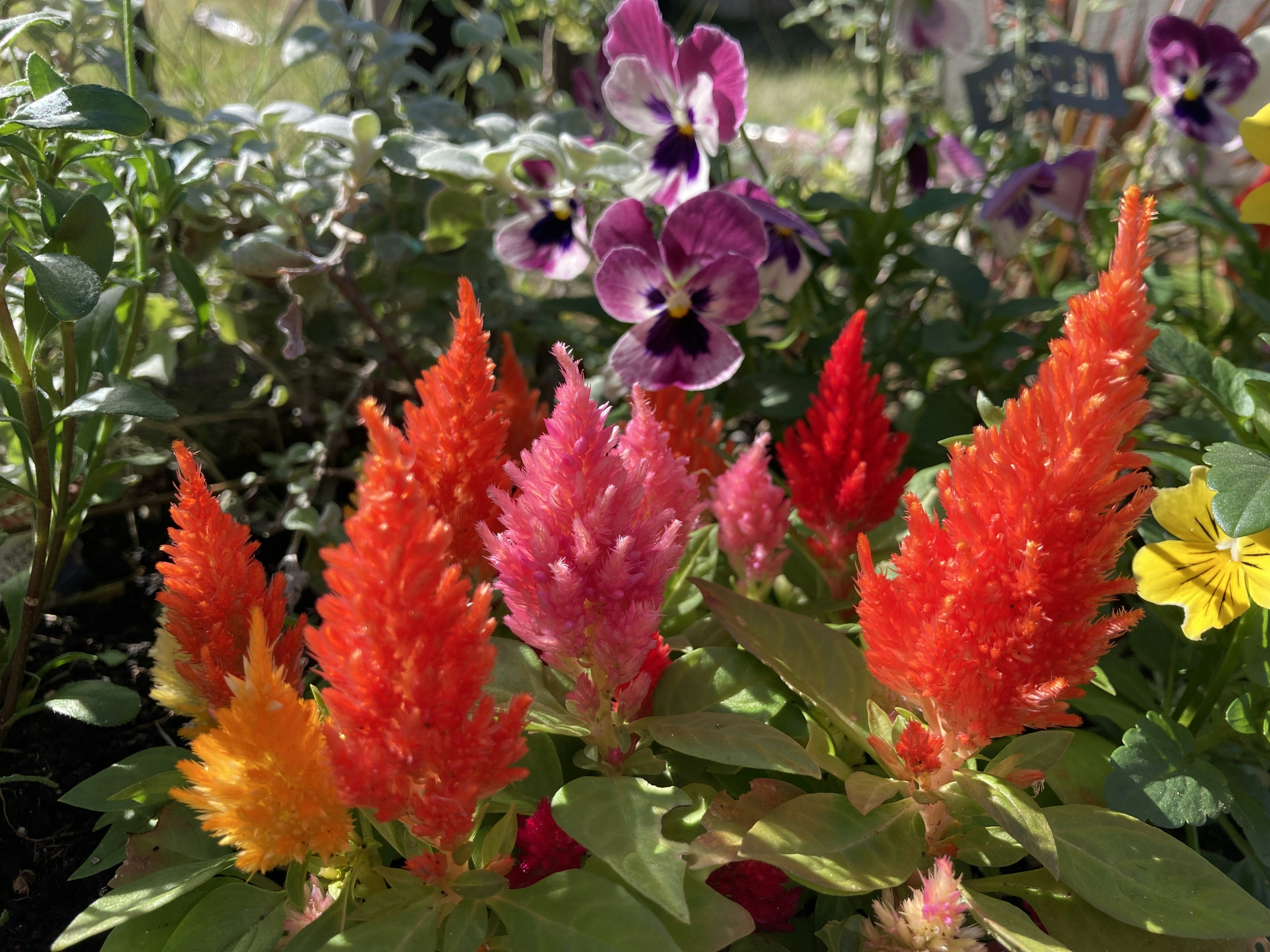 Lebendige rote und orange Cockscomb-Blumen in einem Garten