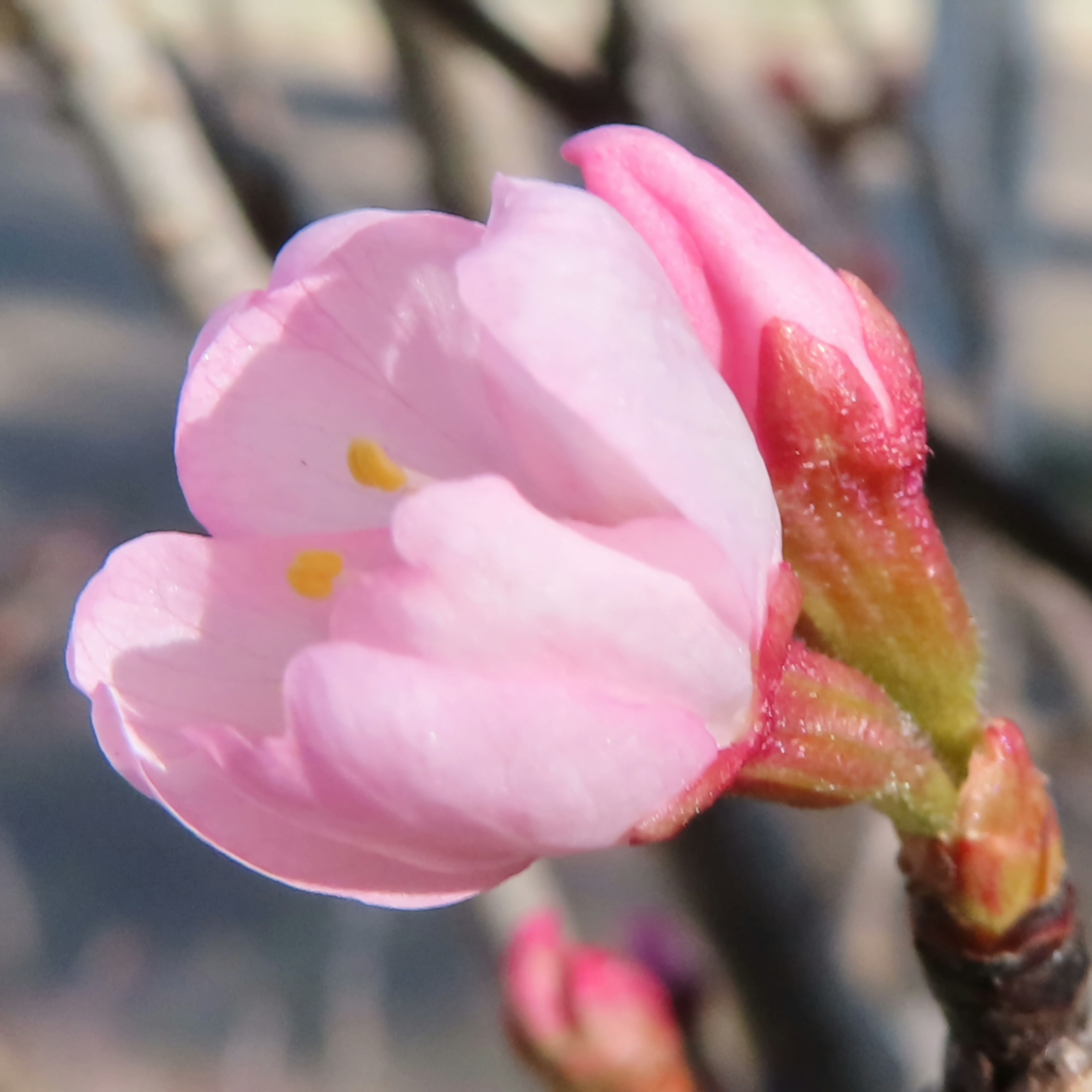 ピンクの花びらの桜の花のつぼみ