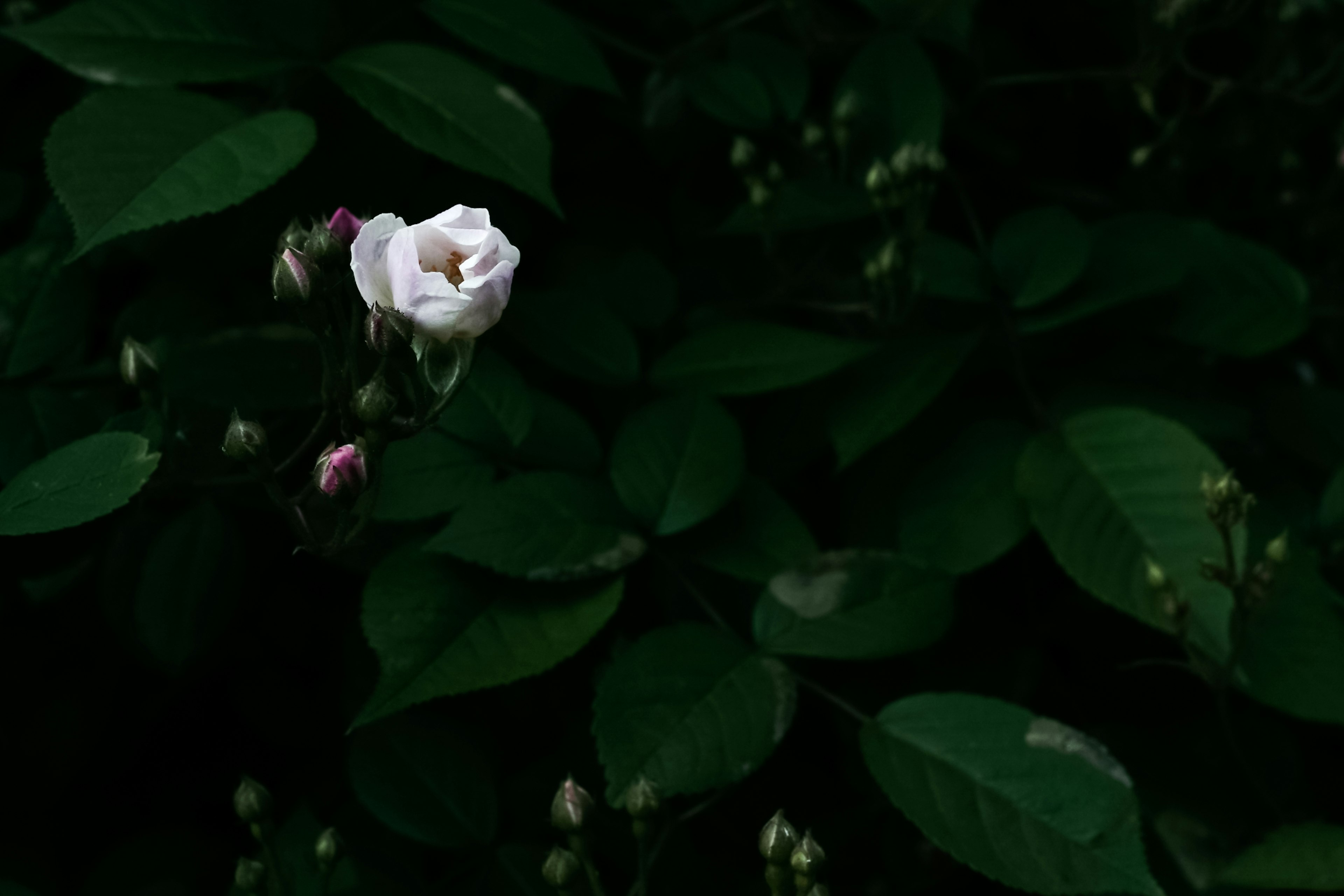 Eine weiße Rose blüht zwischen dunklen grünen Blättern