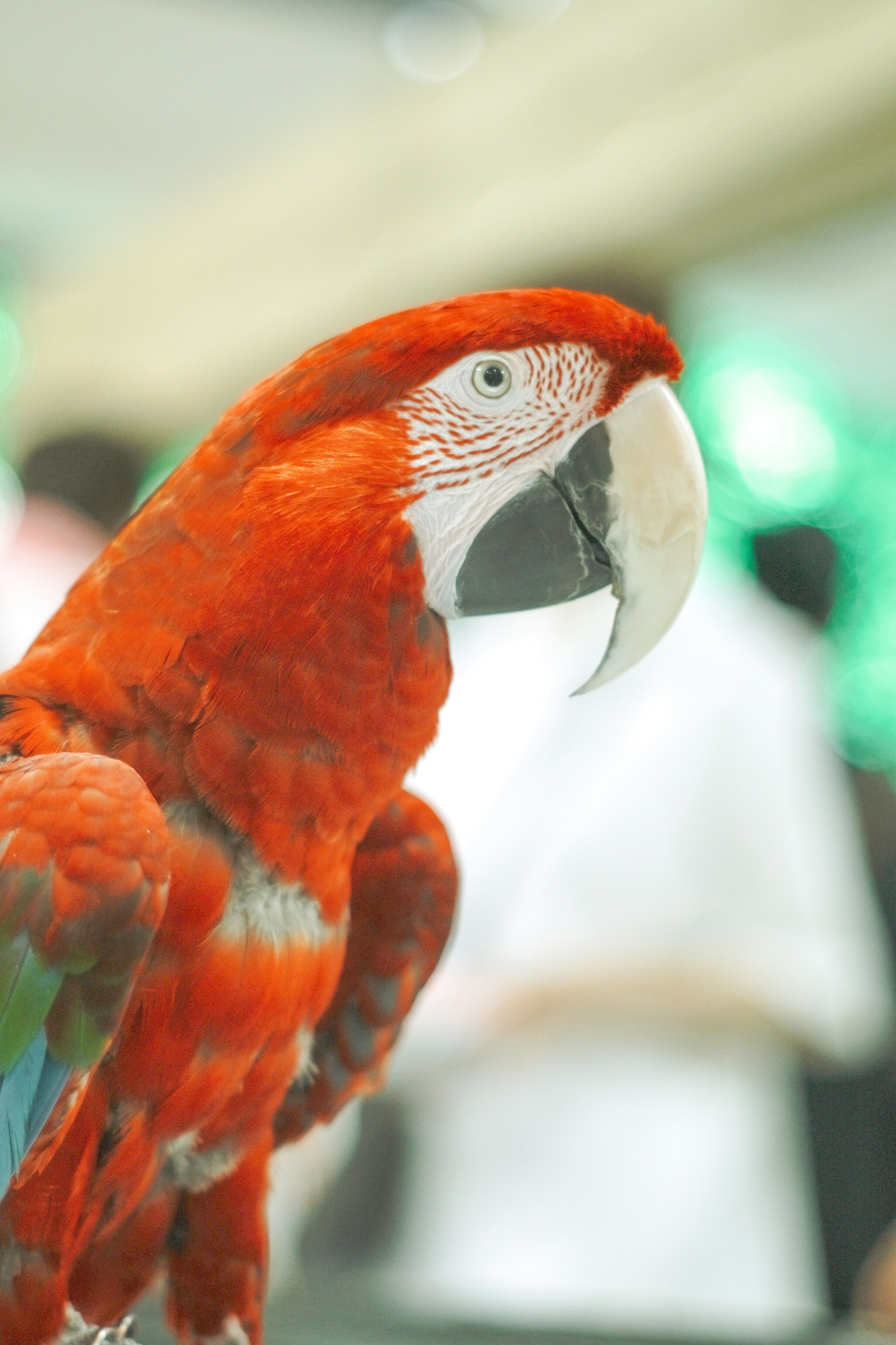 A red parrot facing sideways with blurred people in the background