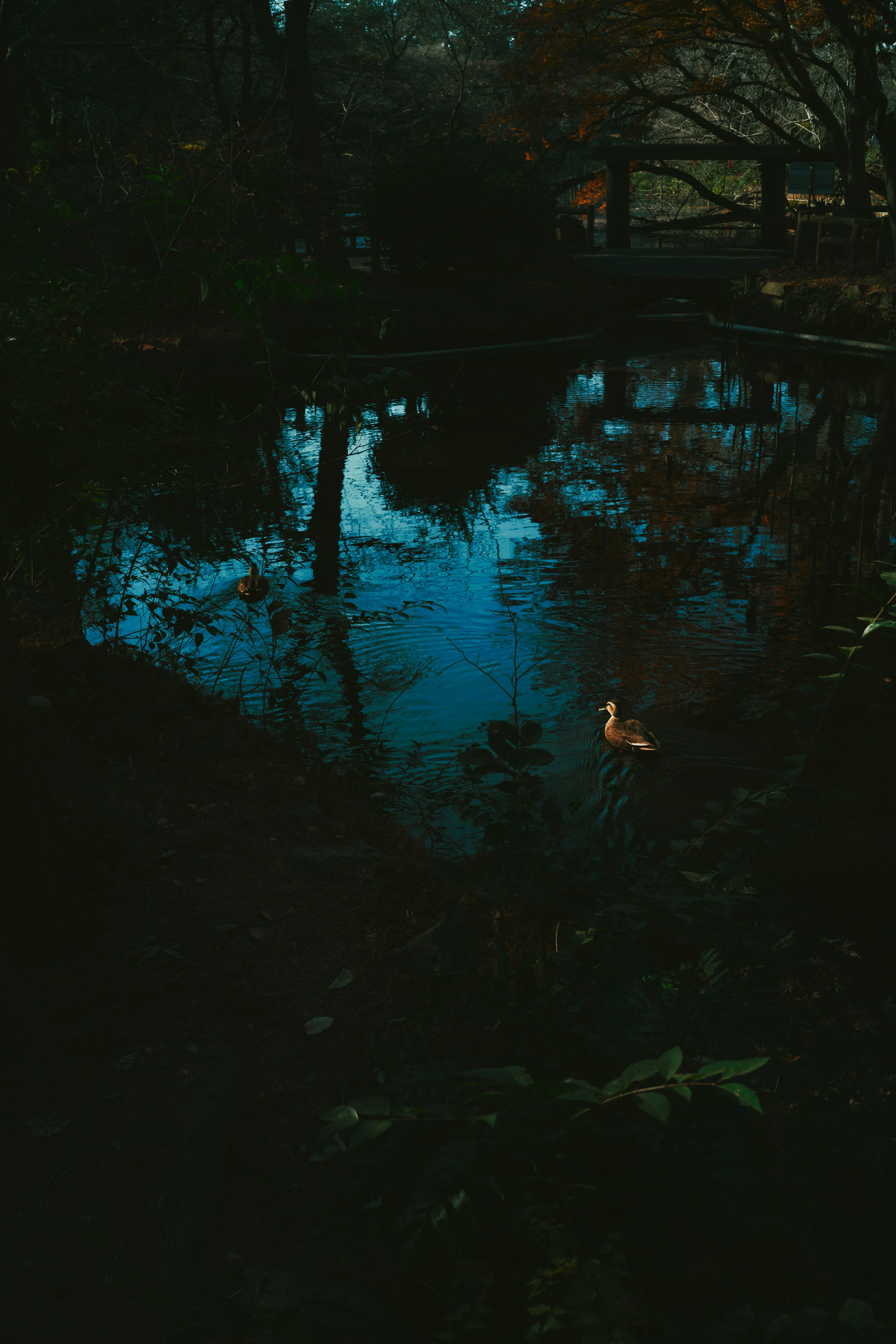 A serene pond scene with a white bird floating on the blue water surface