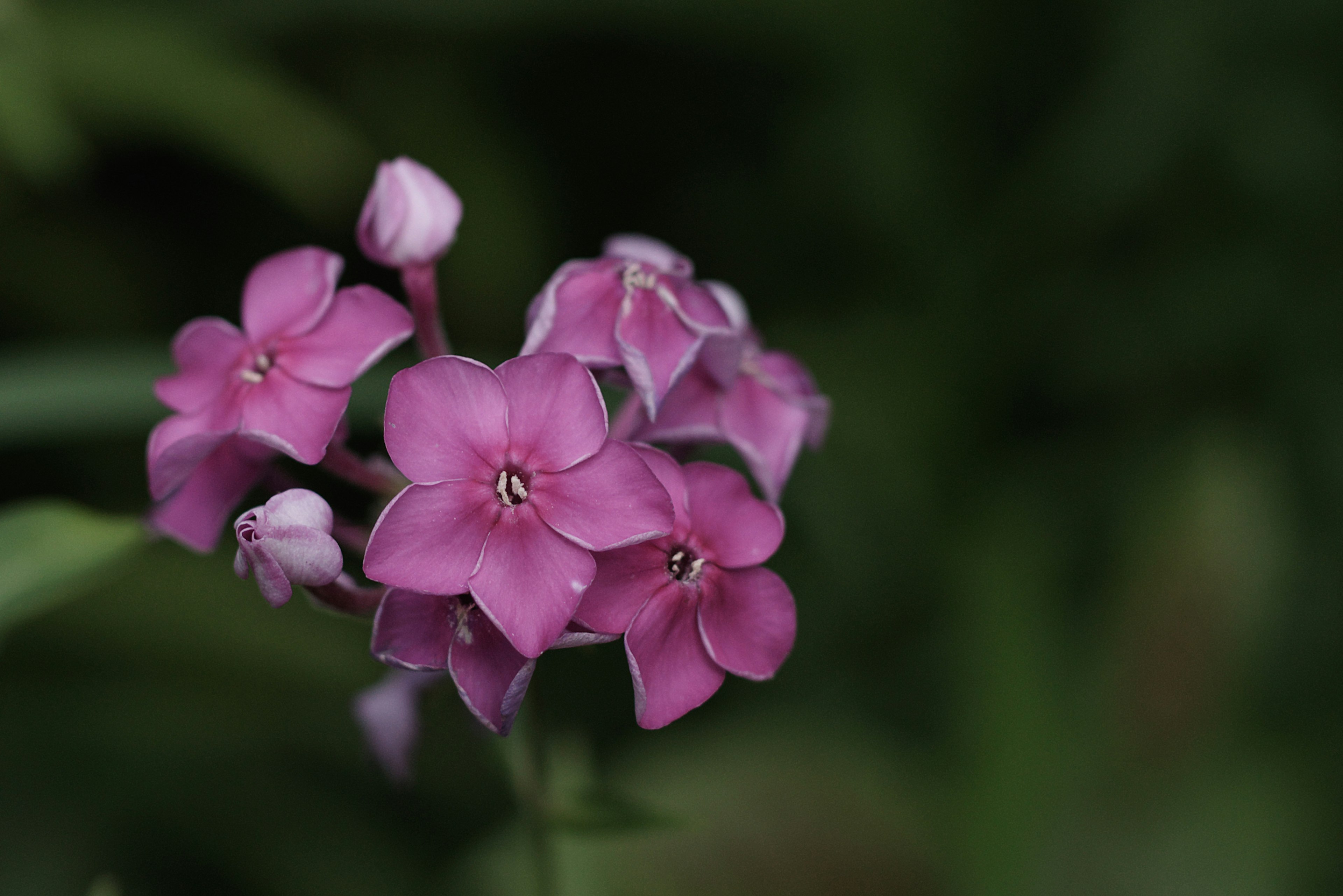 Raggruppamento di fiori viola chiaro con sfondo verde sfocato