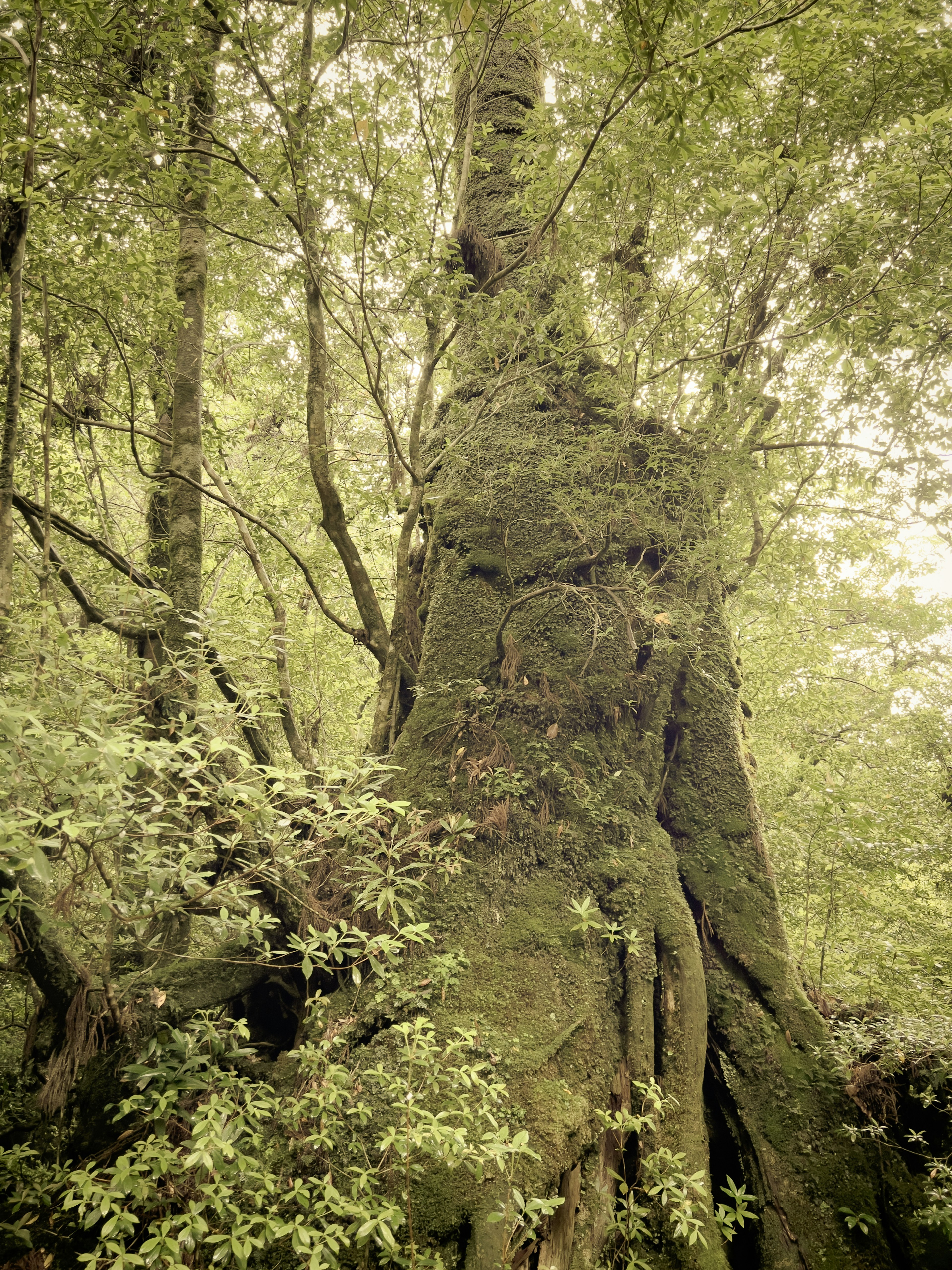 tronco de árbol grande cubierto de musgo rodeado de follaje verde