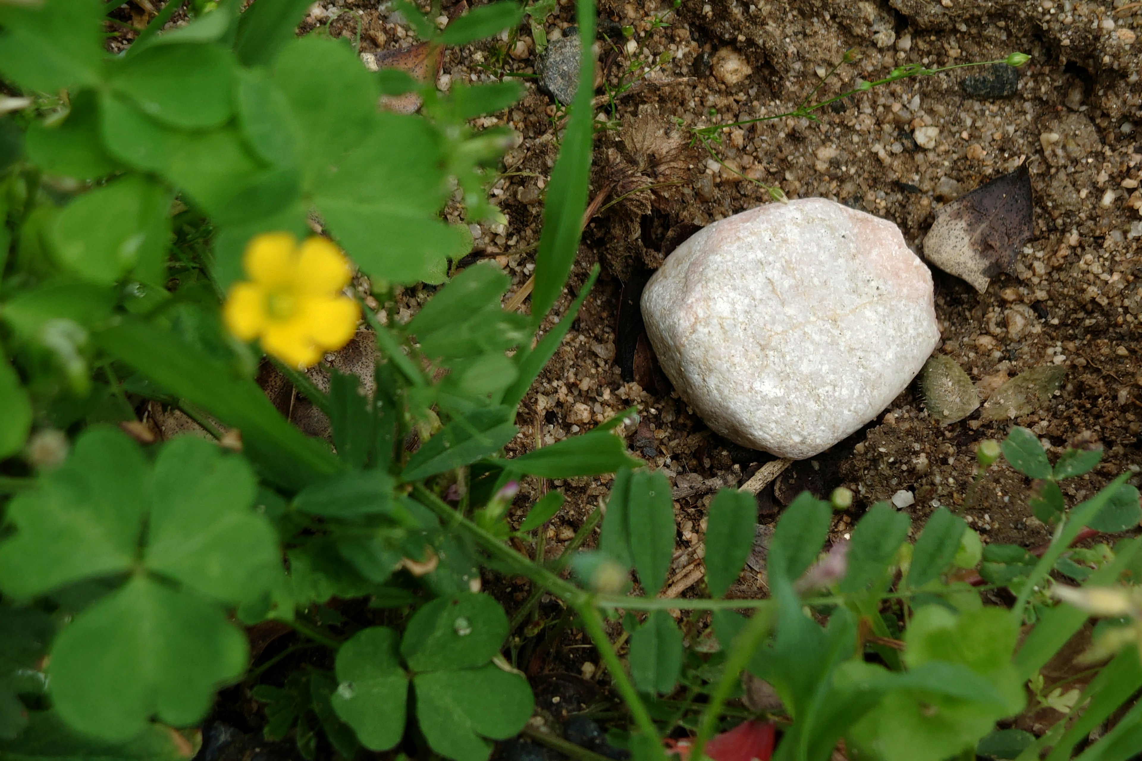 白い石と黄色い花がある緑の草の近くの土