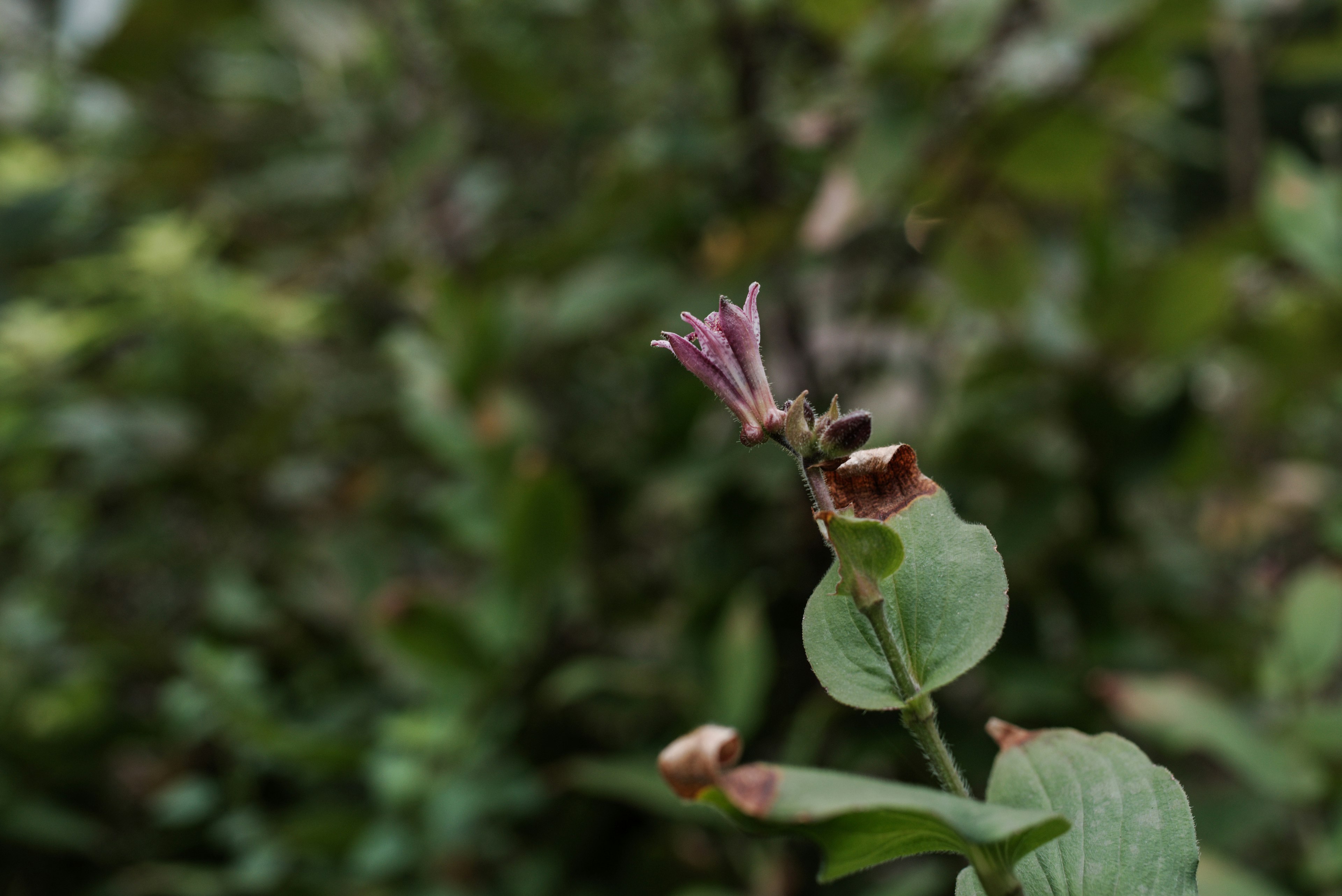 緑の背景に小さな紫色の花が咲いている植物