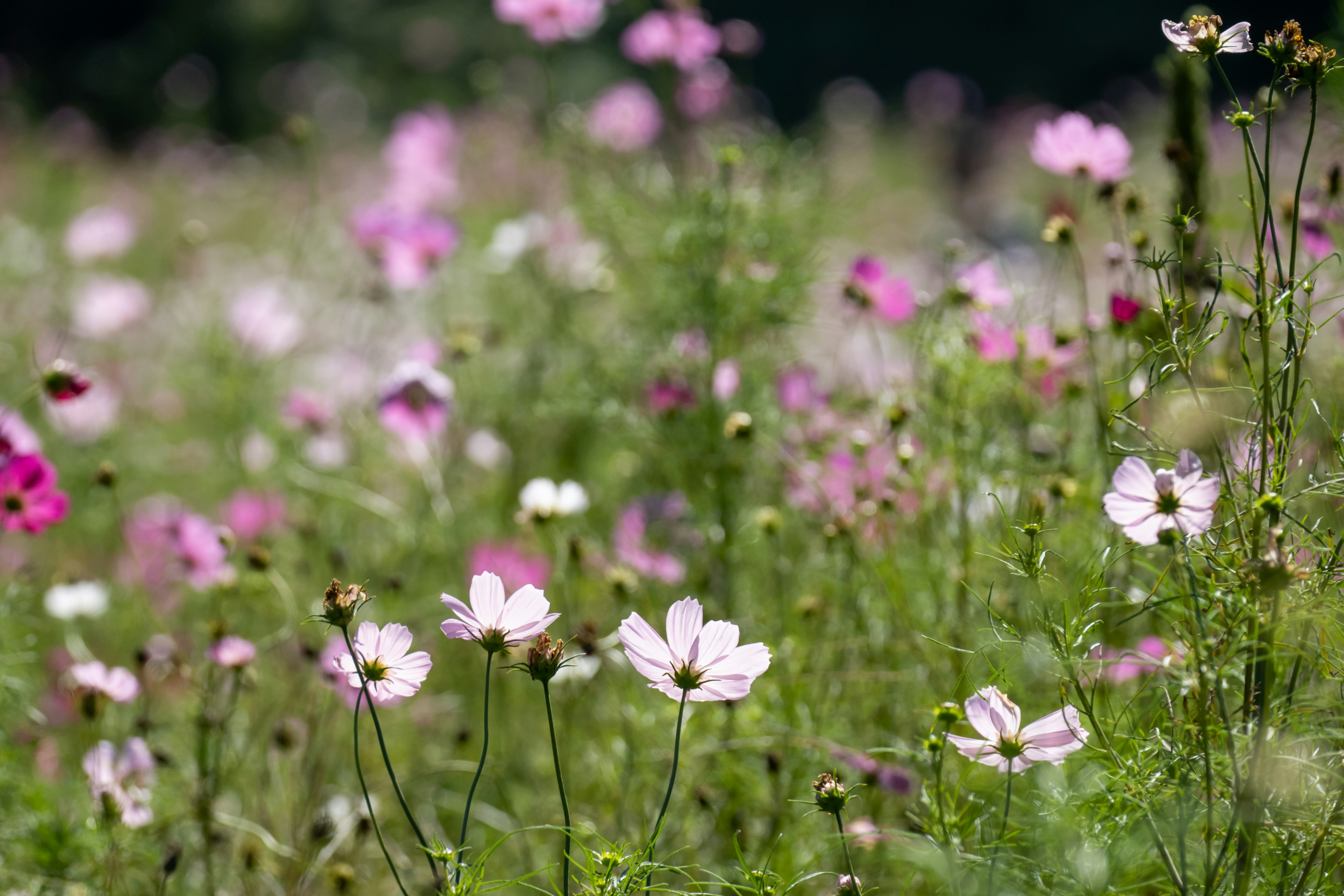 Campo di fiori colorati in fiore con petali rosa e bianchi