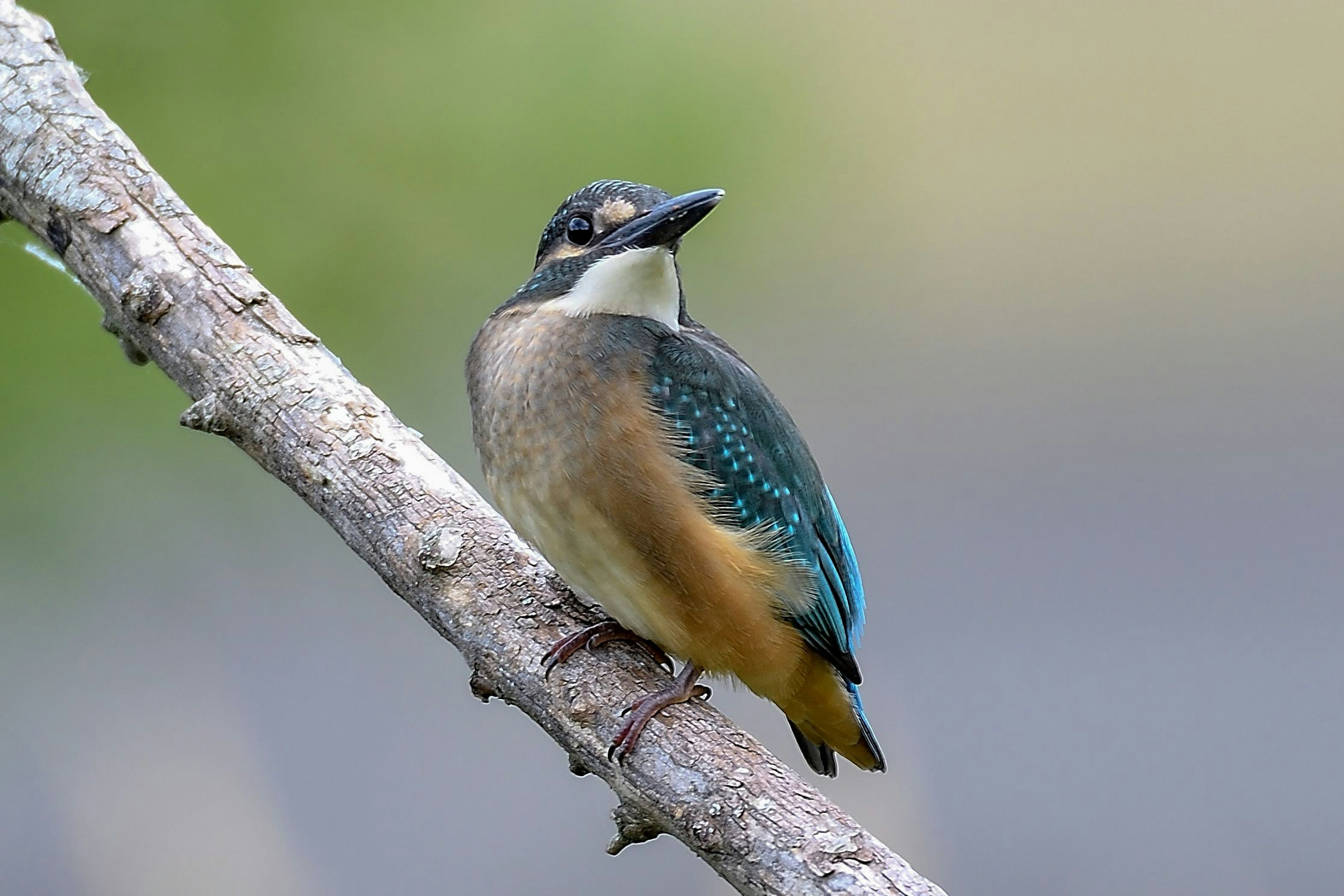 Un piccolo uccello con piume belle appollaiato su un ramo