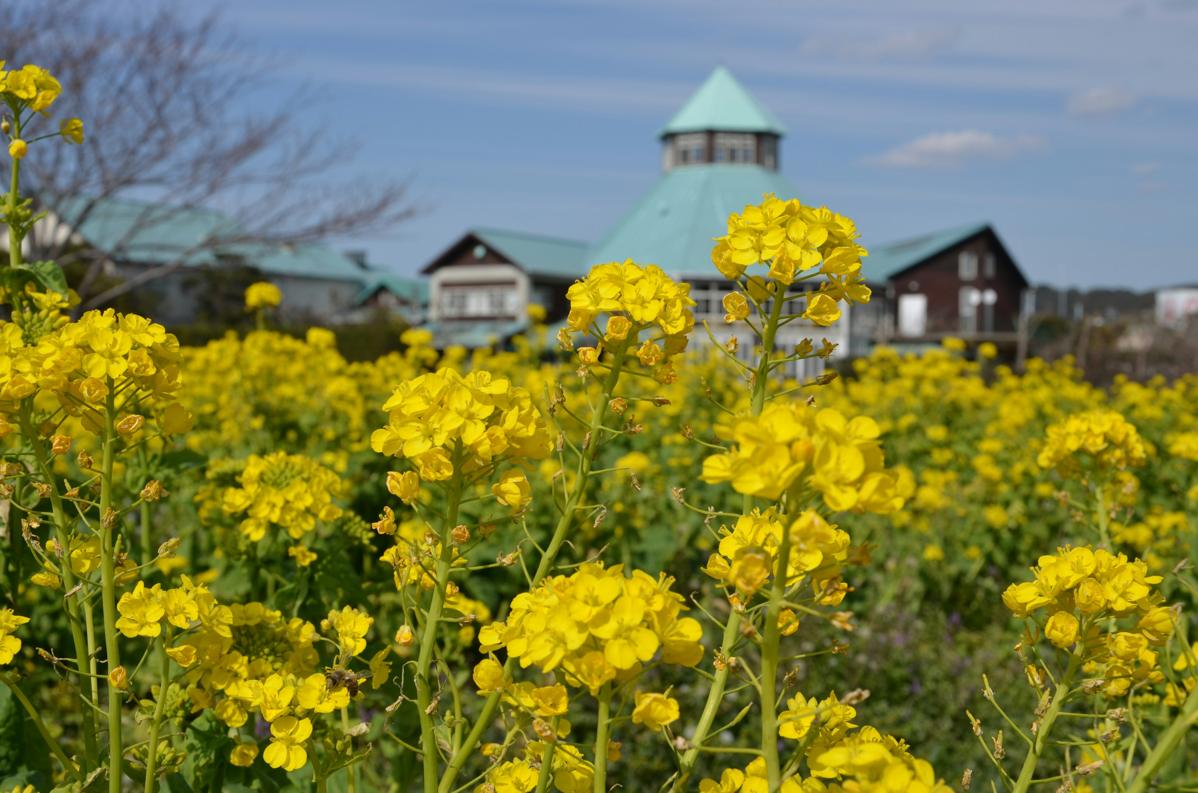 黄色い花々と緑の屋根の建物が見える風景