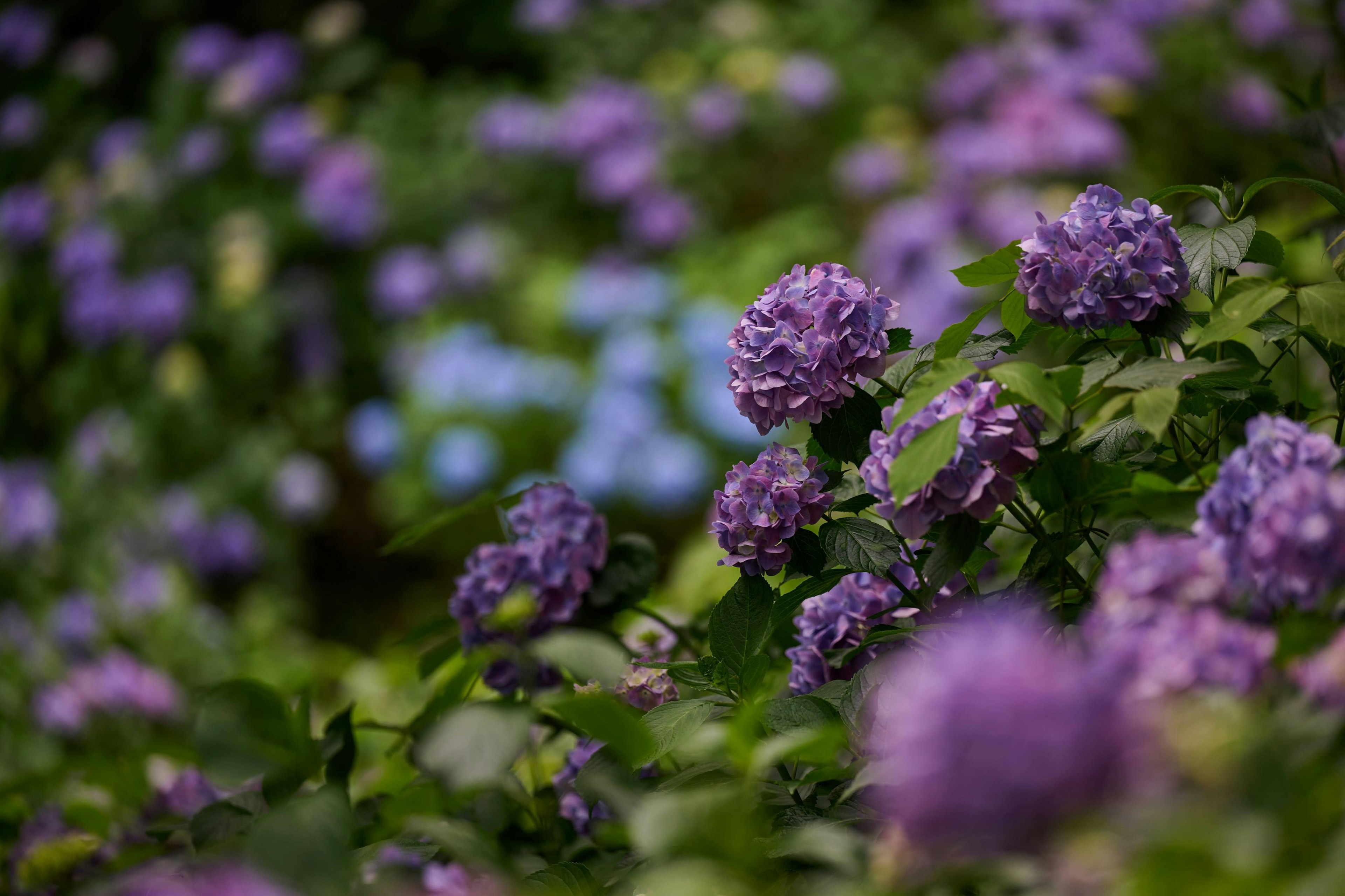 紫色の花と緑の葉が咲いている庭の風景