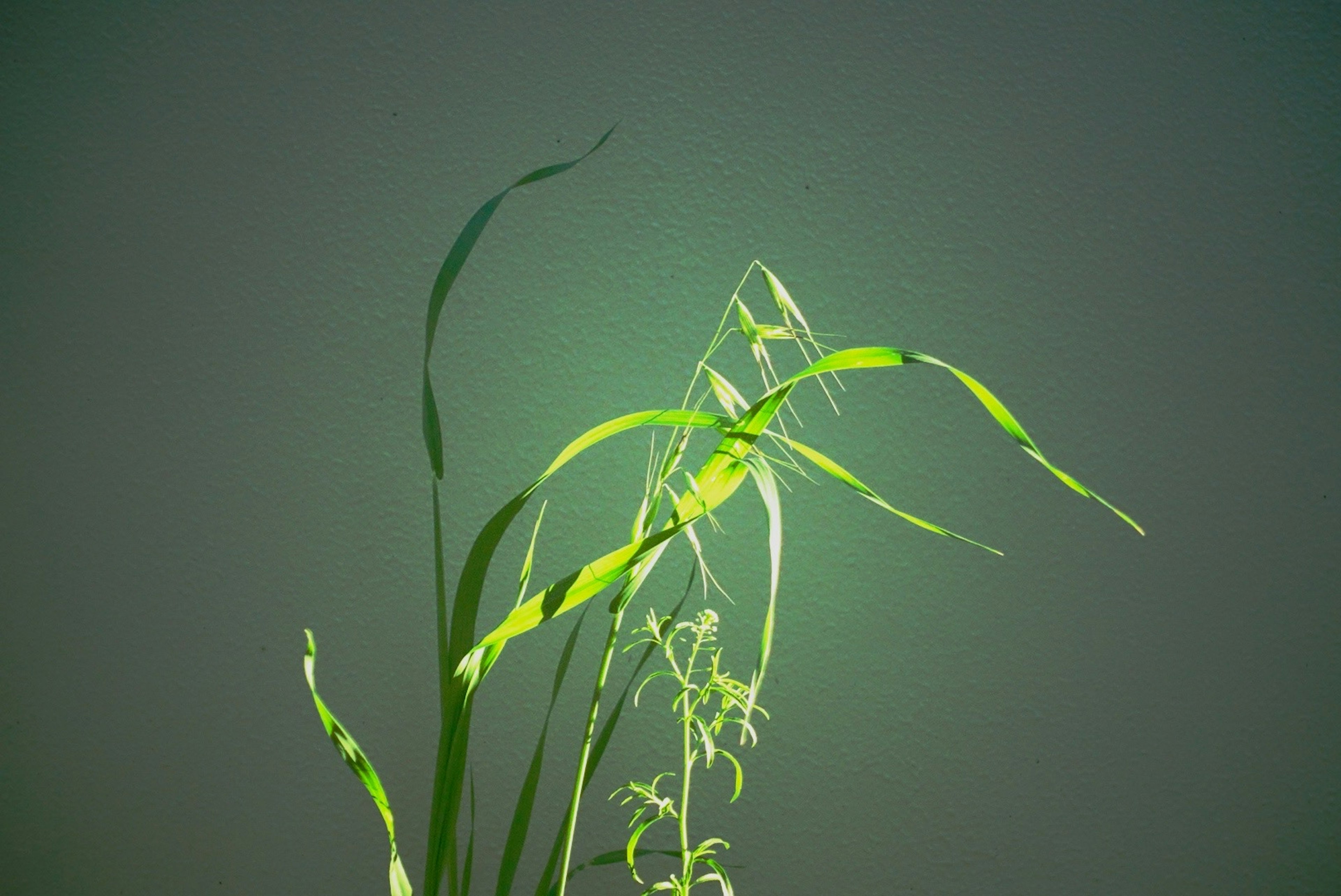 Foglie d'erba verde illuminate su uno sfondo scuro