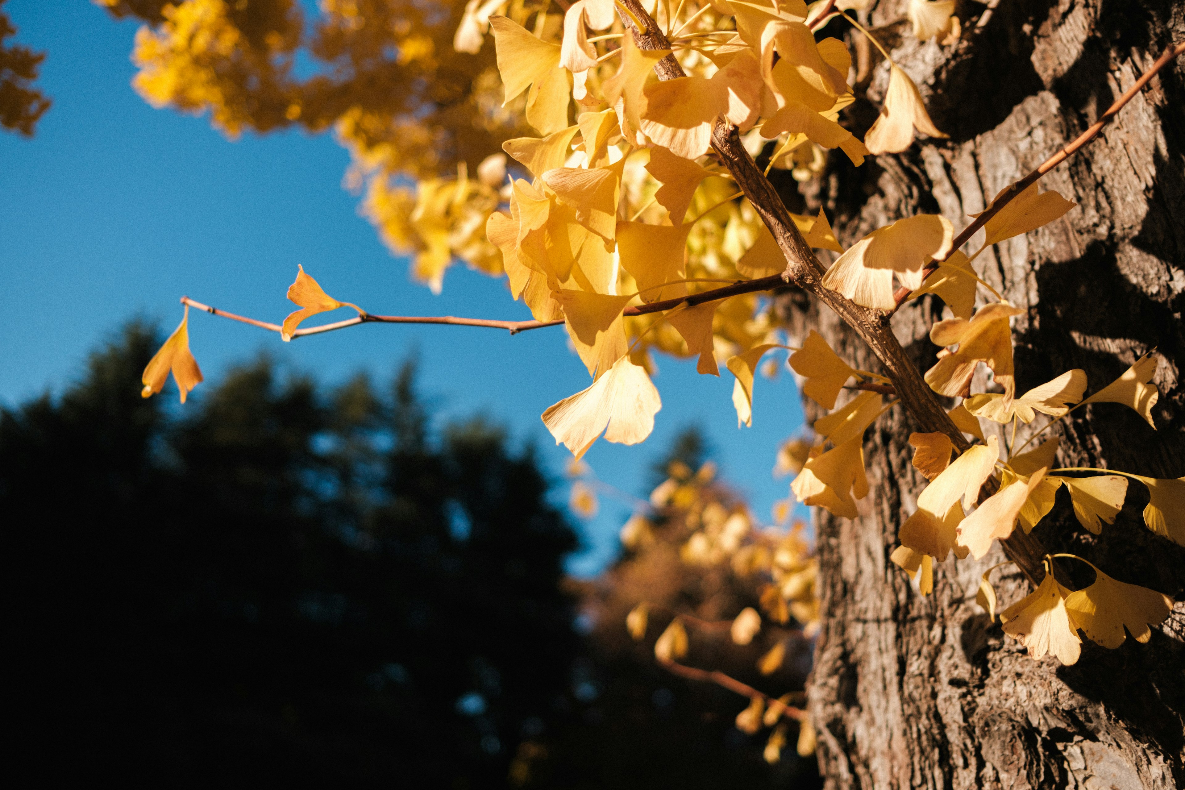 Close-up of yellow ginkgo leaves against a tree trunk