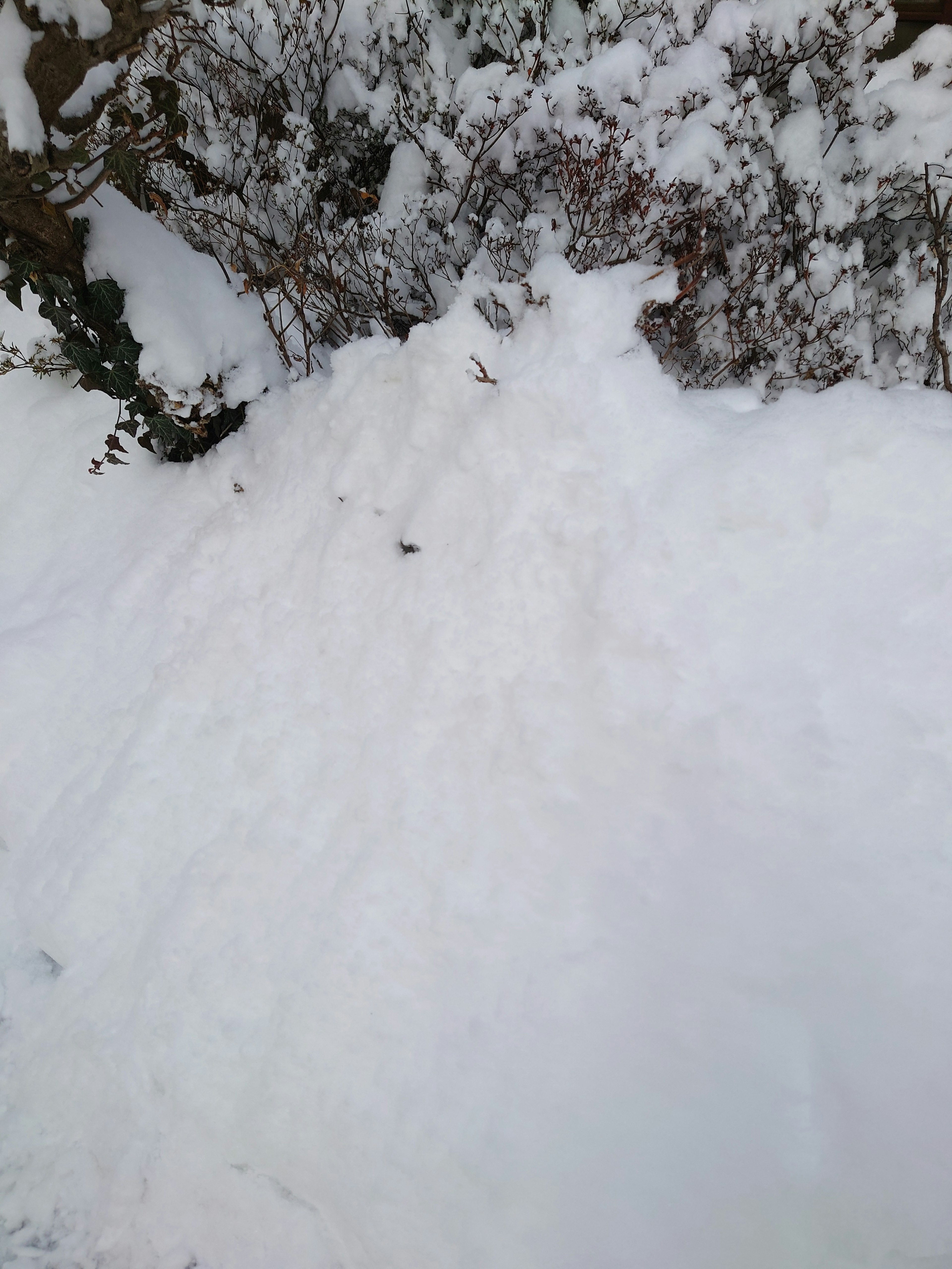 Snow-covered landscape with small plants