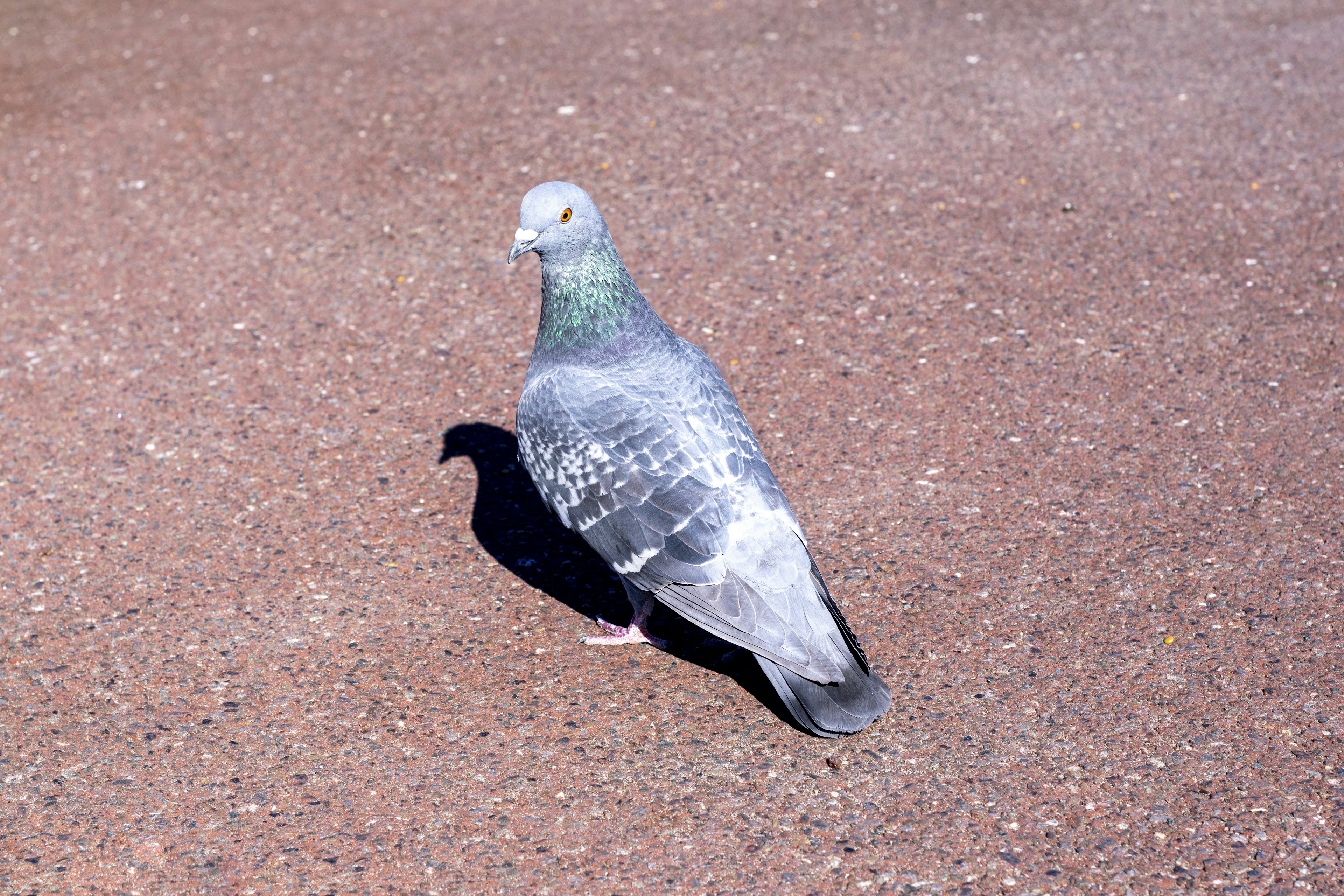 Gray pigeon standing on the ground