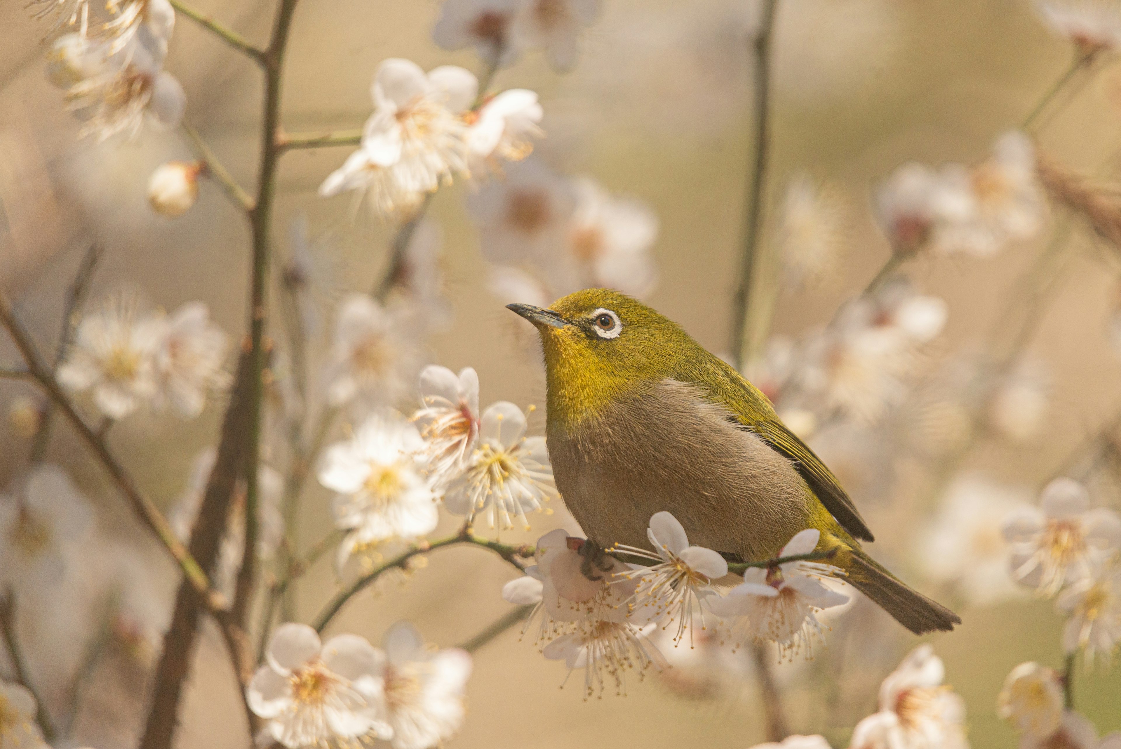 Ein kleiner grüner Vogel sitzt zwischen weißen Blumen