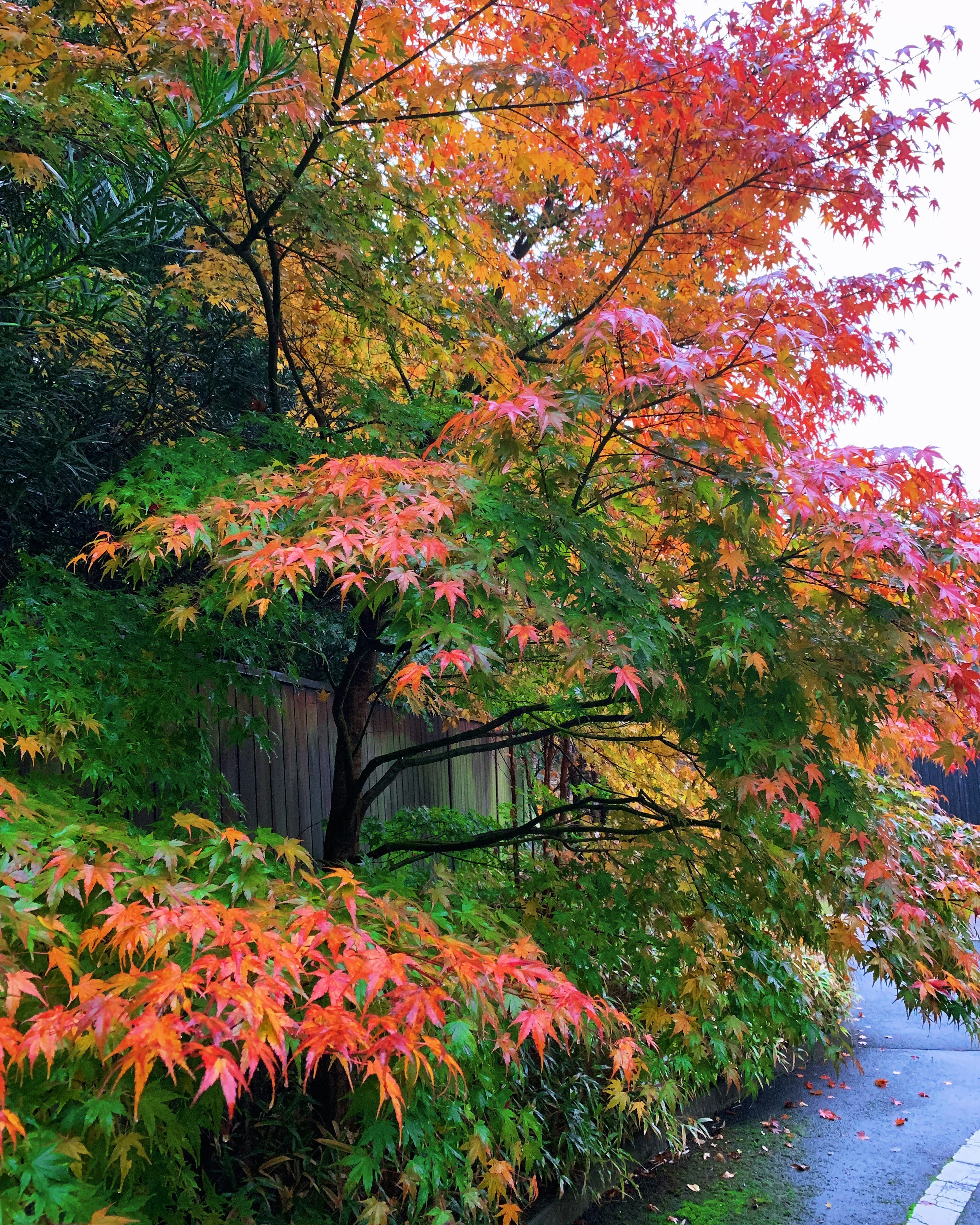 色とりどりの紅葉が広がる木の風景