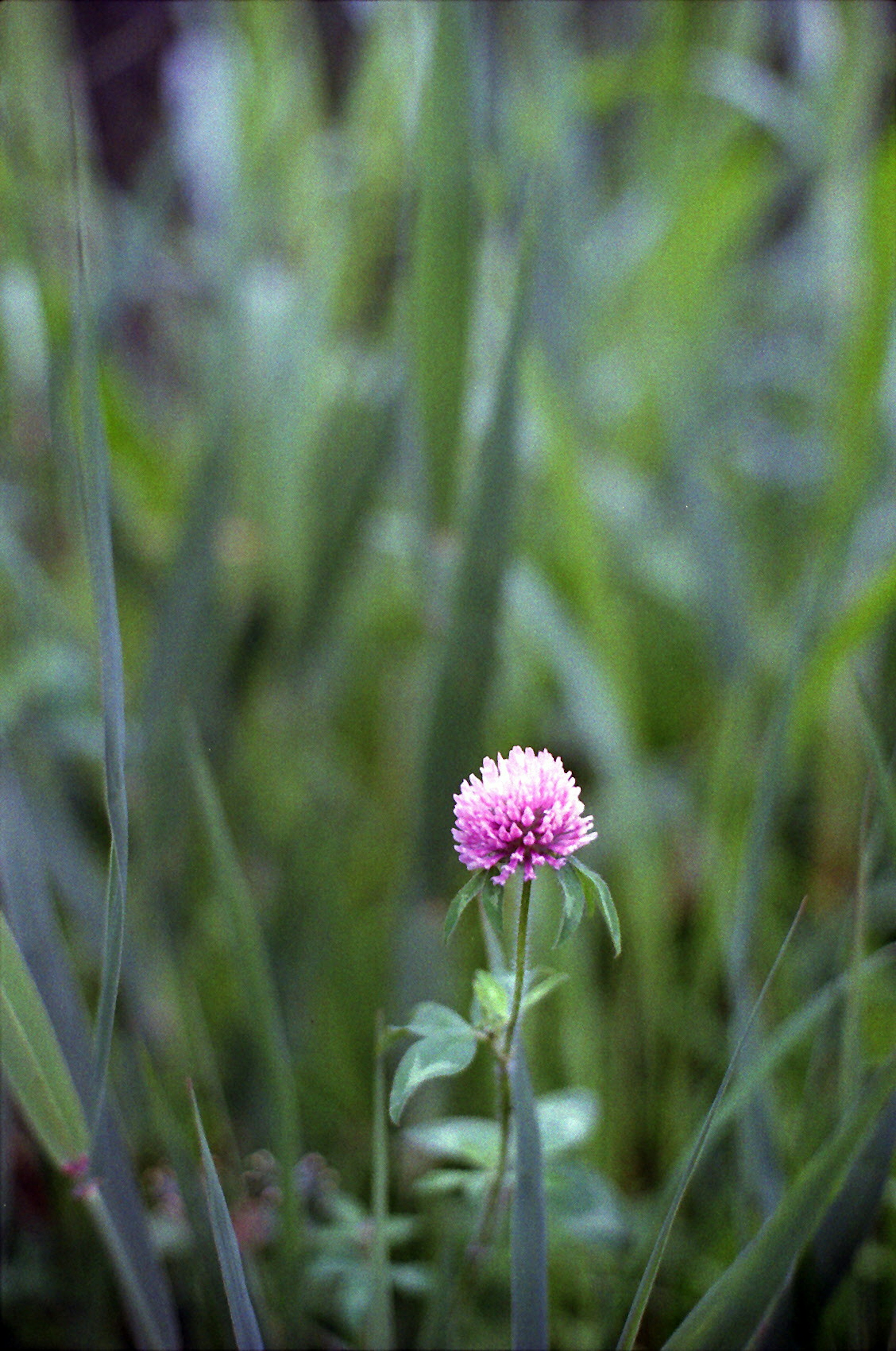 Bunga kecil berwarna pink dikelilingi rumput hijau