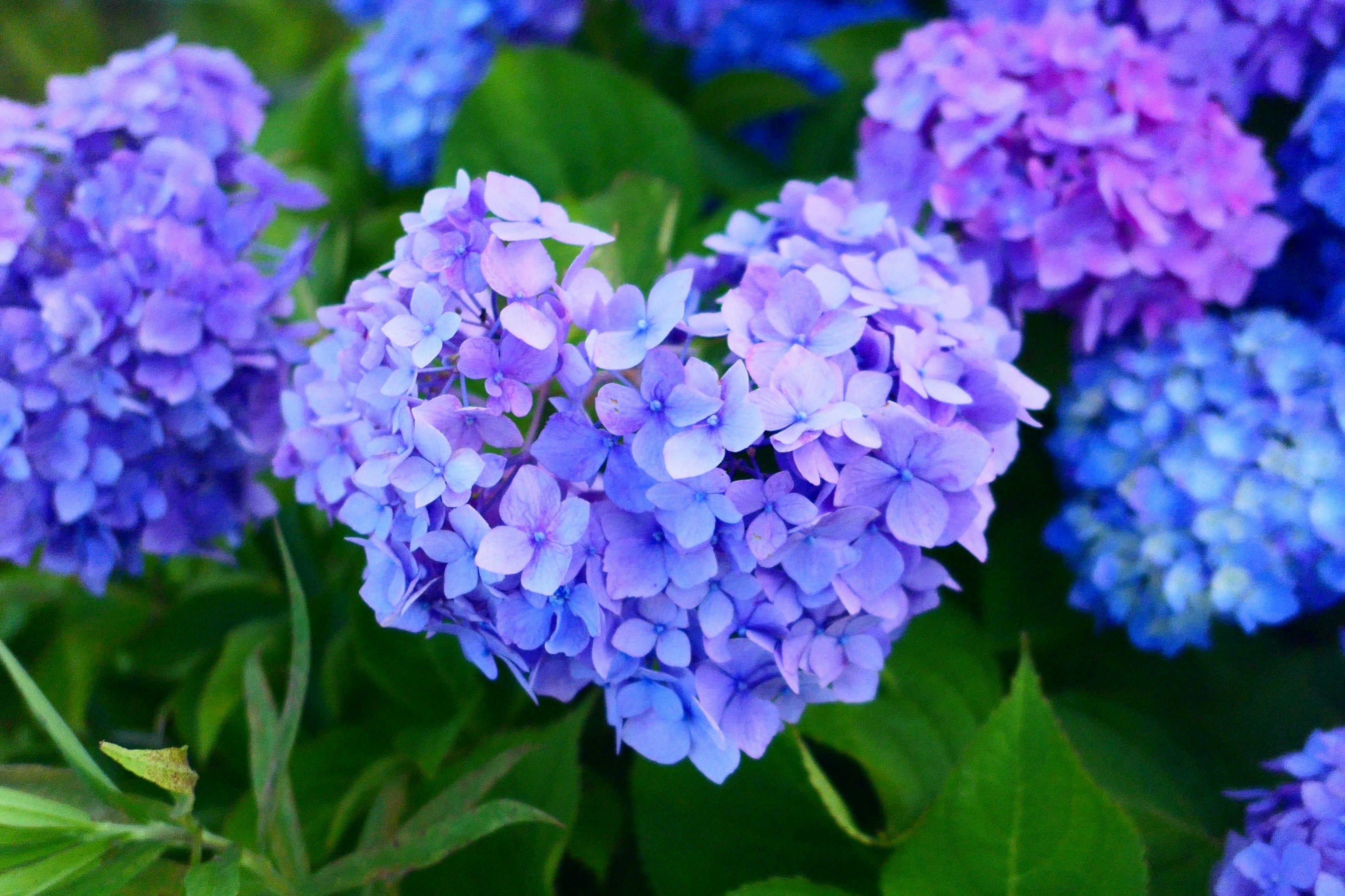 Sekelompok bunga hydrangea biru dan ungu yang sedang mekar