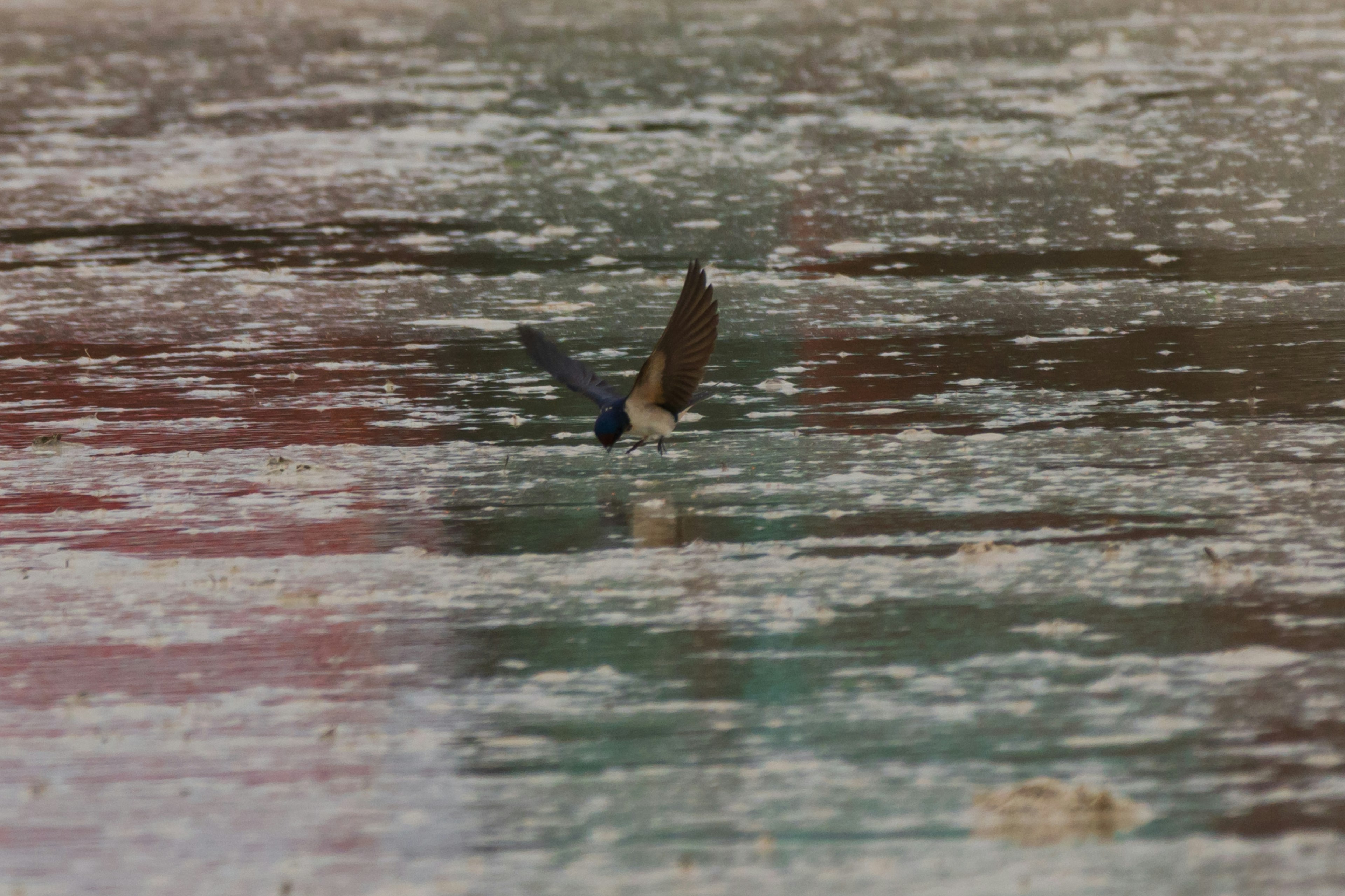 水面を飛ぶ鳥の姿とその反射