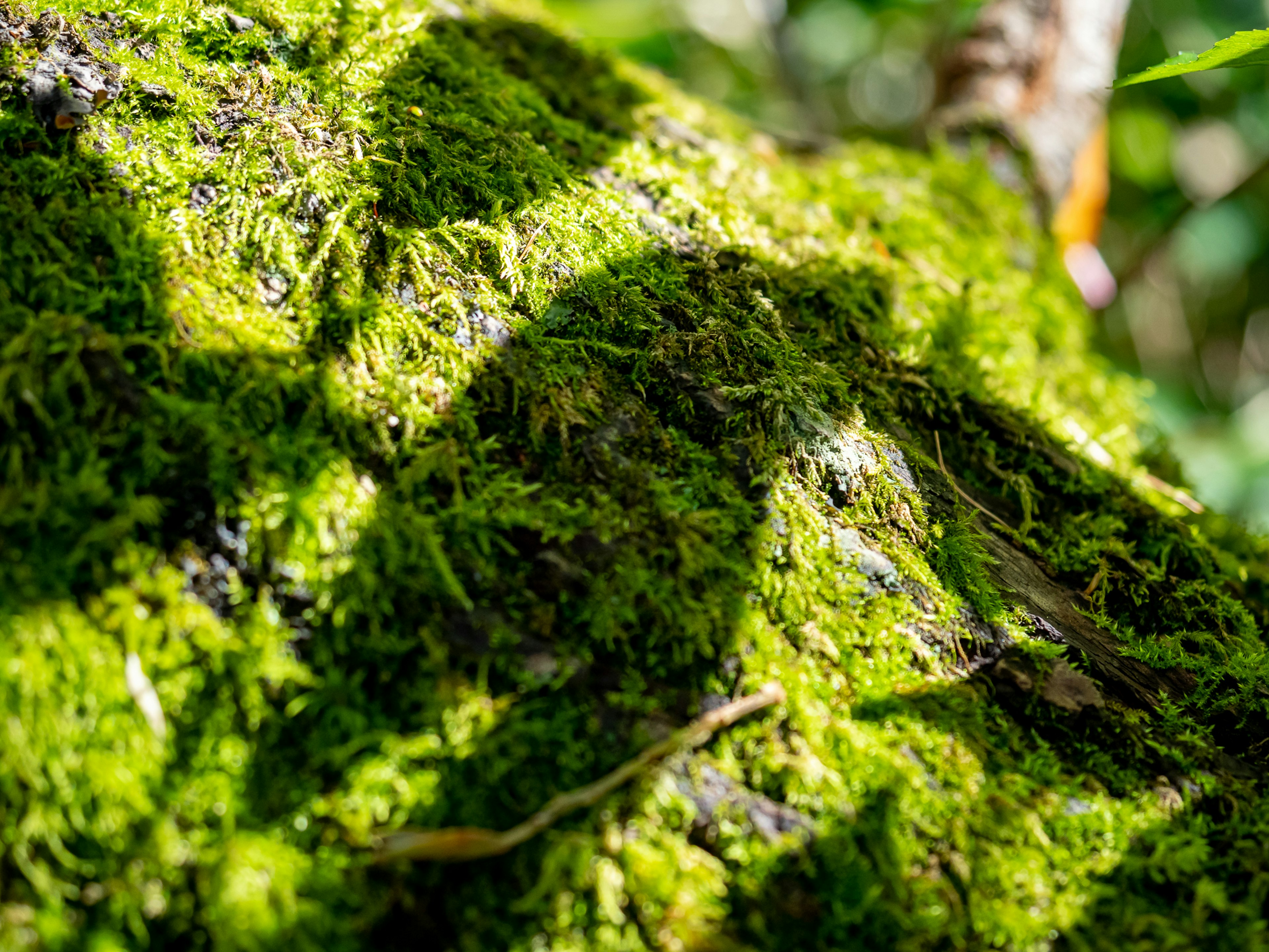 Szene einer moosbedeckten Felsoberfläche mit Schatten