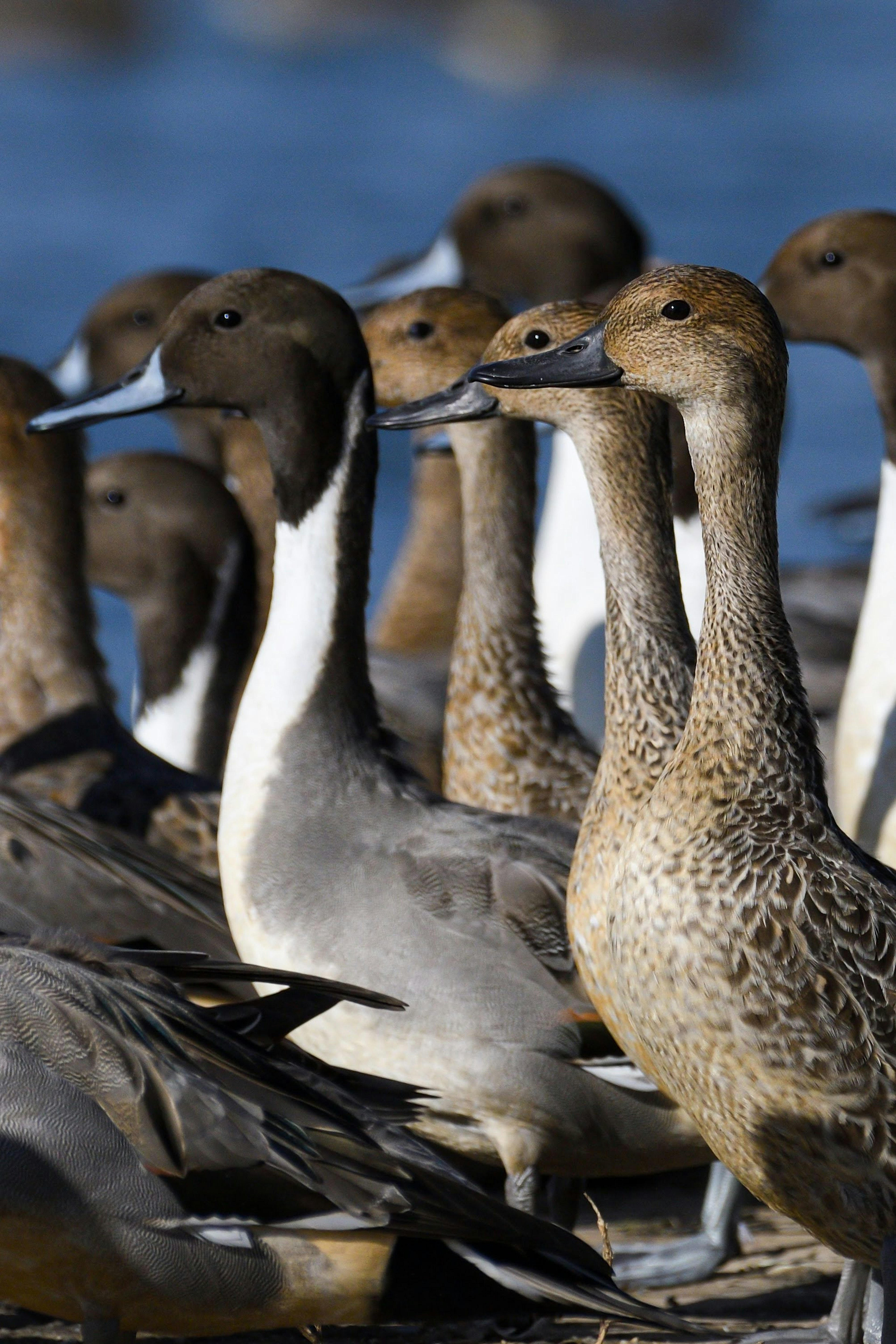 Group of ducks with distinct features standing together