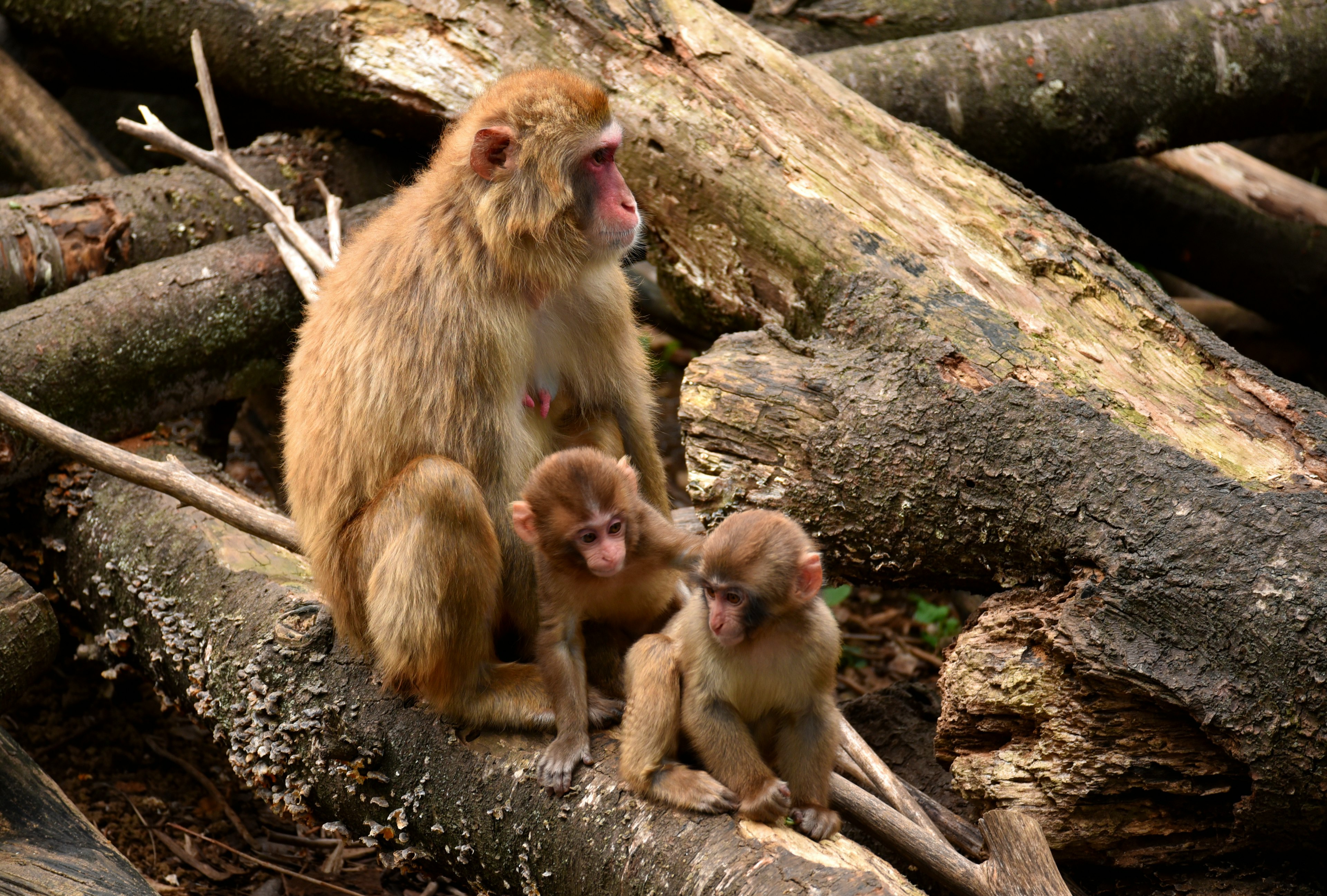 A monkey and two baby monkeys sitting on logs