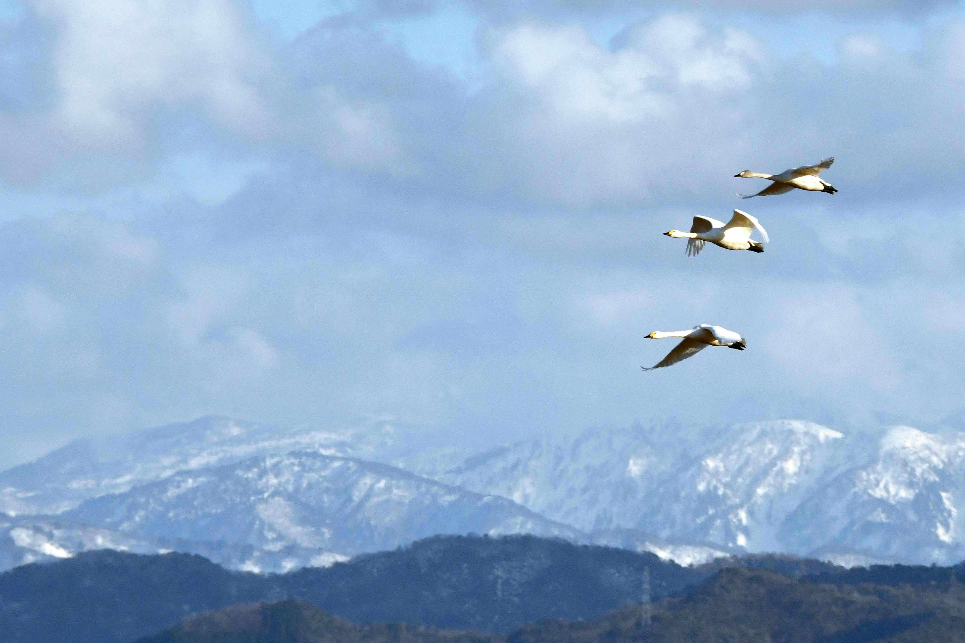 Eine Gruppe von Schwänen, die vor schneebedeckten Bergen fliegen