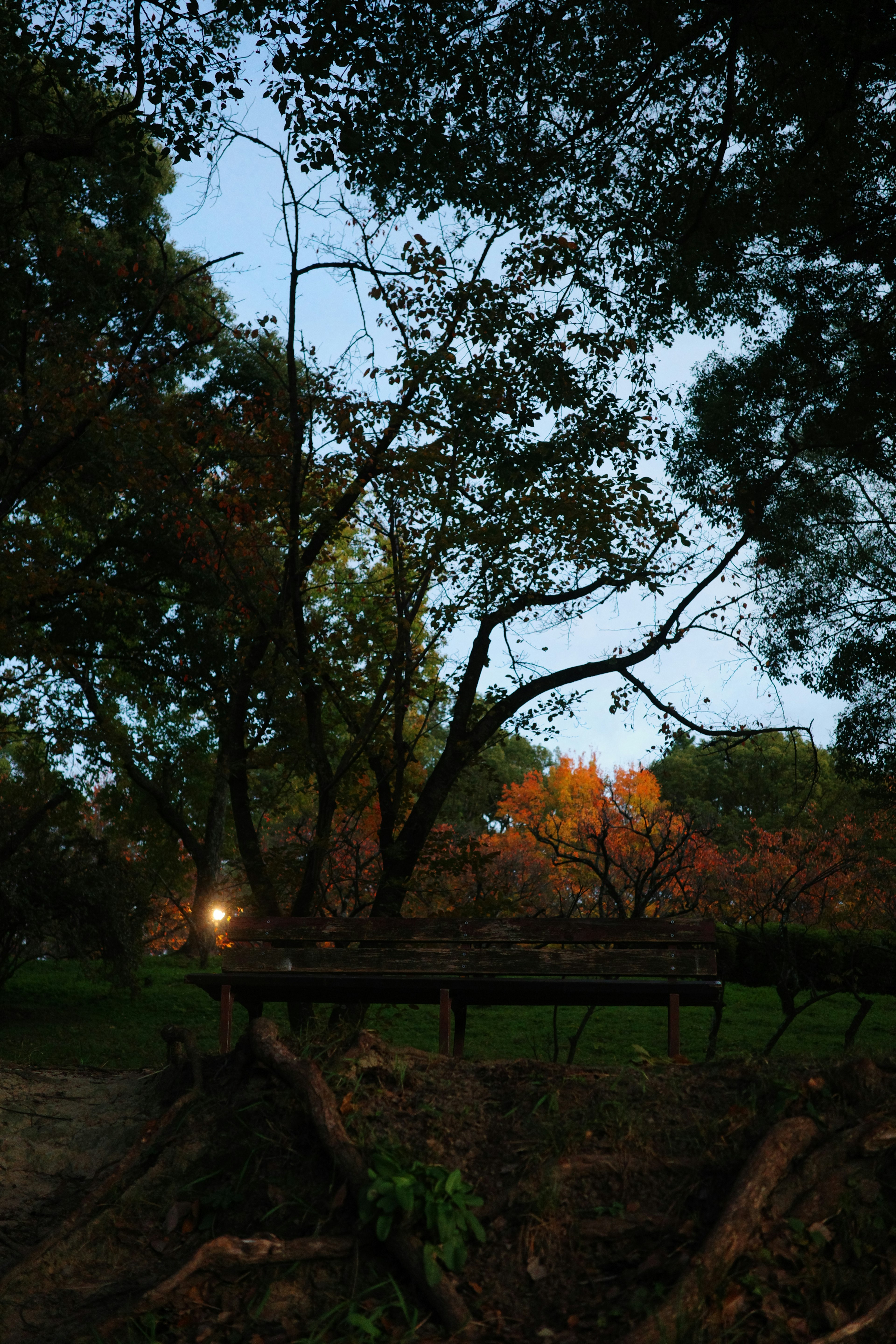 秋の夕暮れ時の公園の風景 木々と橋のシルエット