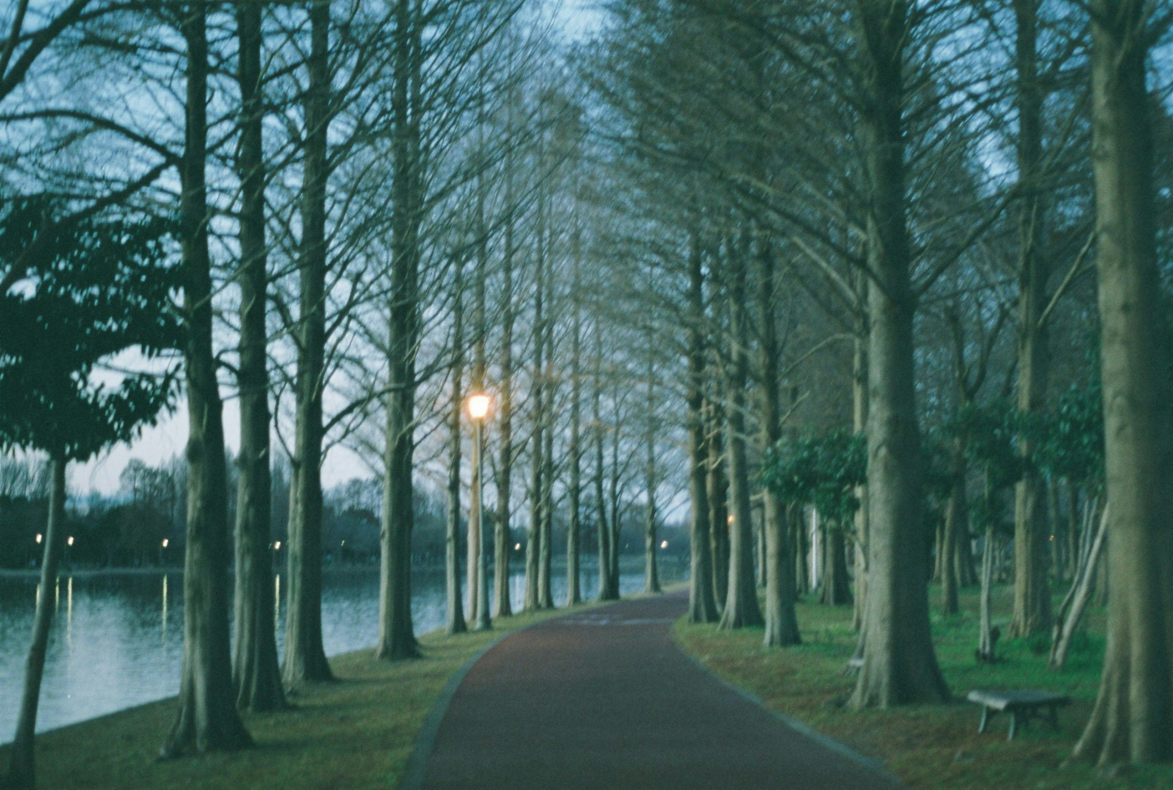 静かな公園の小道が木々に囲まれた夕暮れの風景