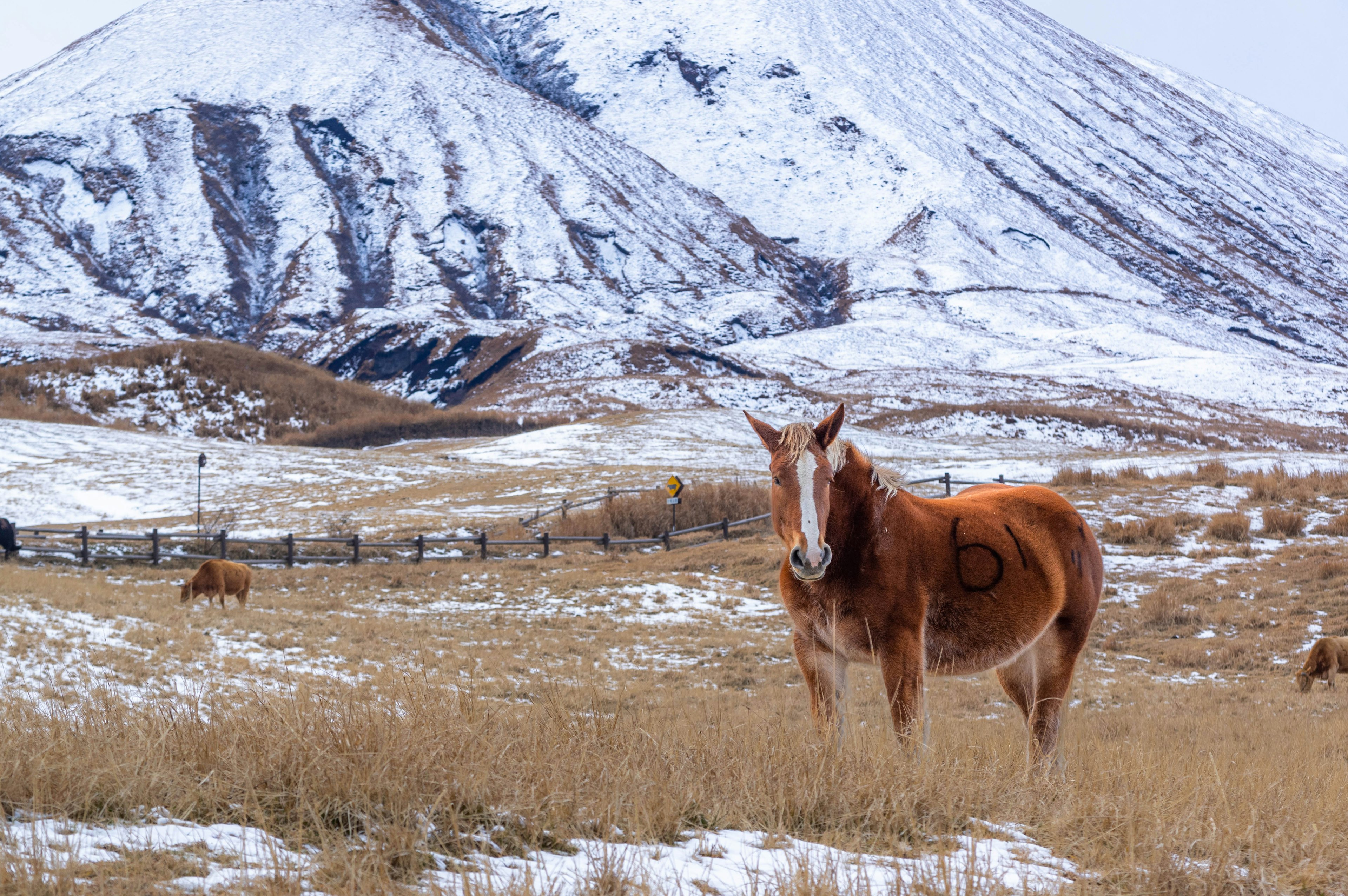 Caballo marrón de pie en un campo nevado con una montaña de fondo