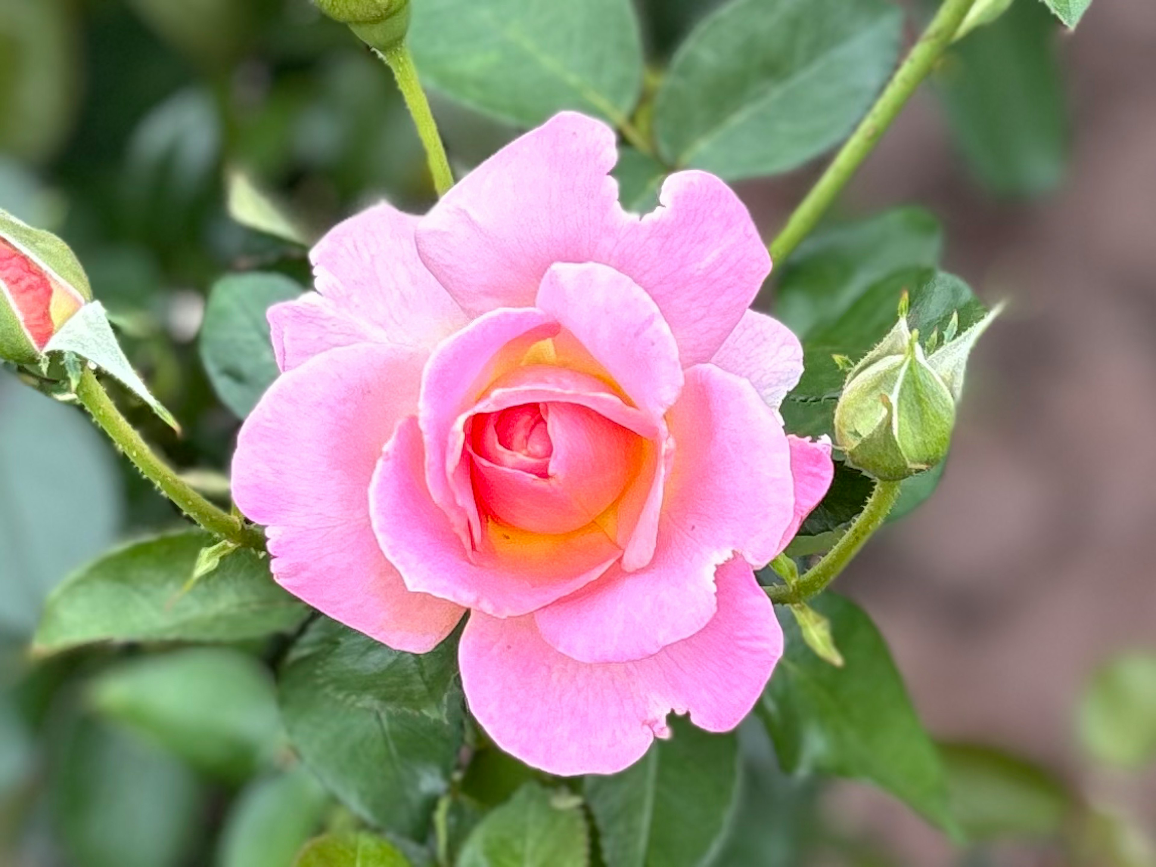 Hermosa flor de rosa rosa con hojas verdes