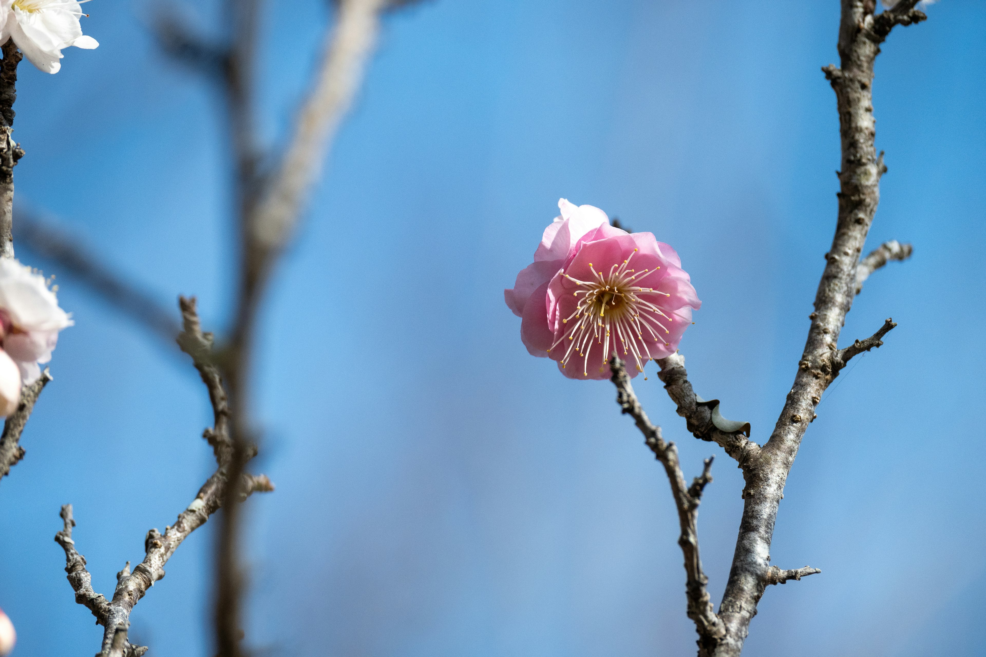 Ein Ast mit einer blühenden rosa Blume vor blauem Himmel