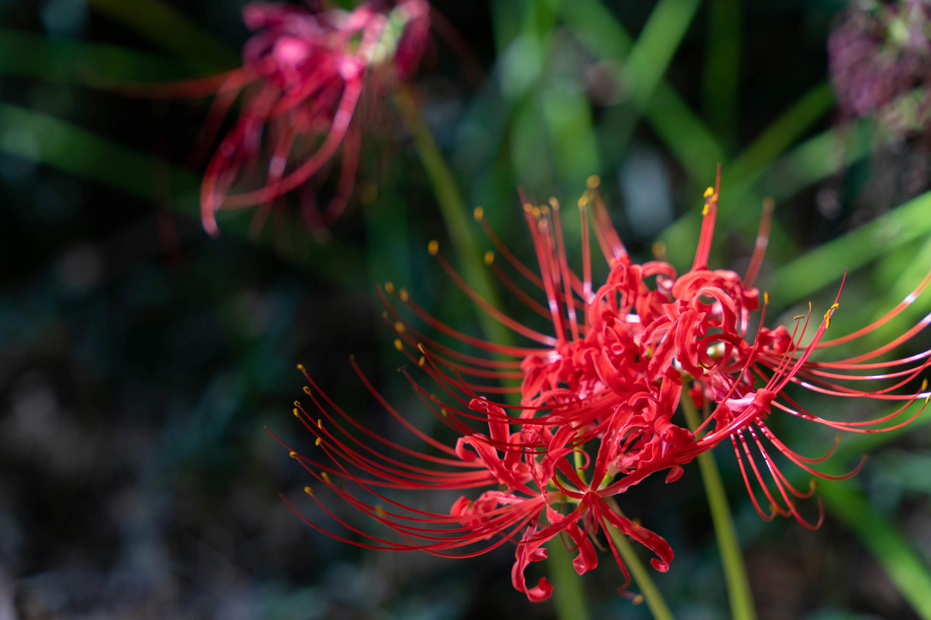 Flores rojas con pétalos largos y follaje verde de fondo