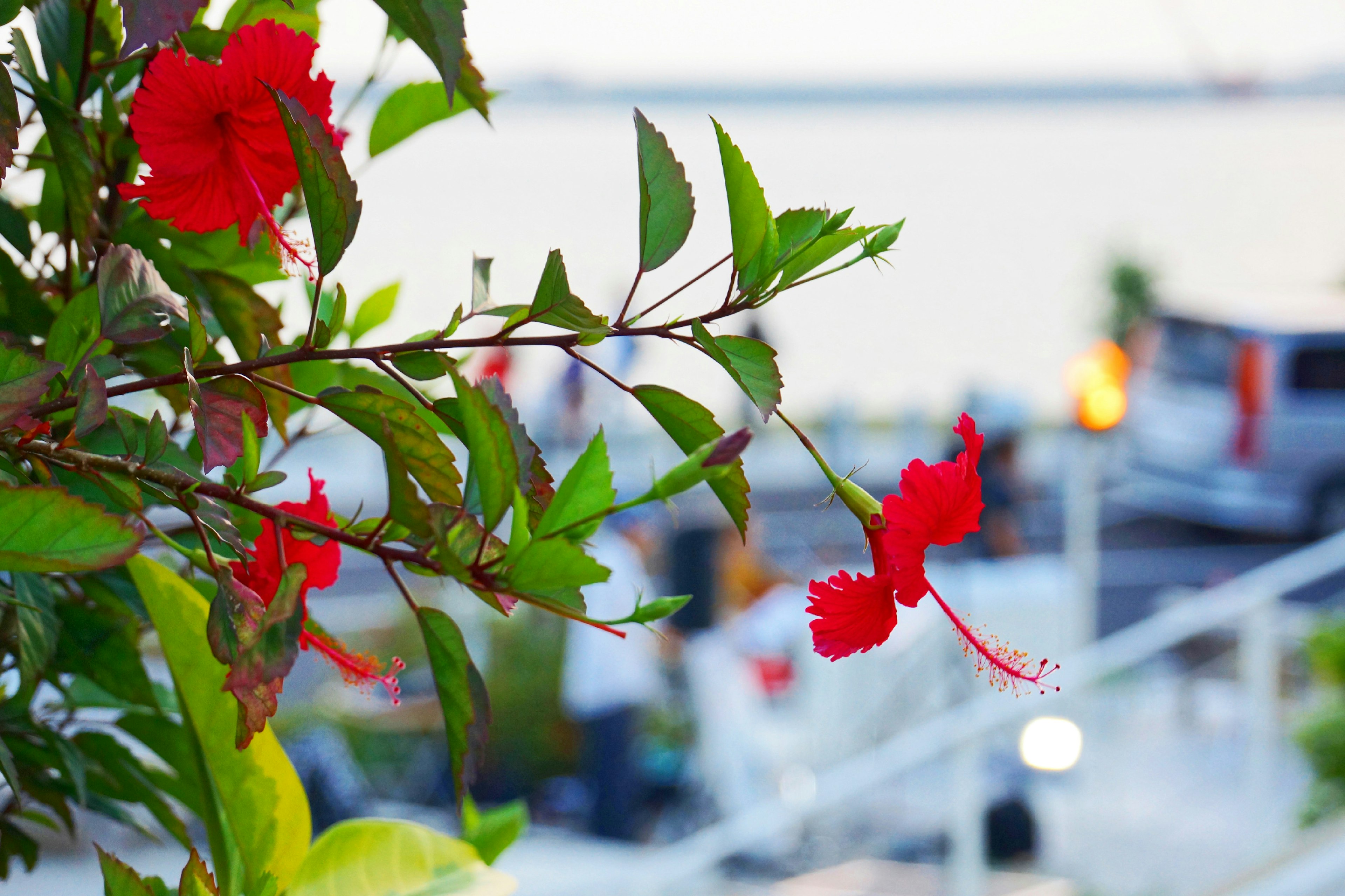 特寫鮮豔的紅花和綠葉，背景模糊的海景