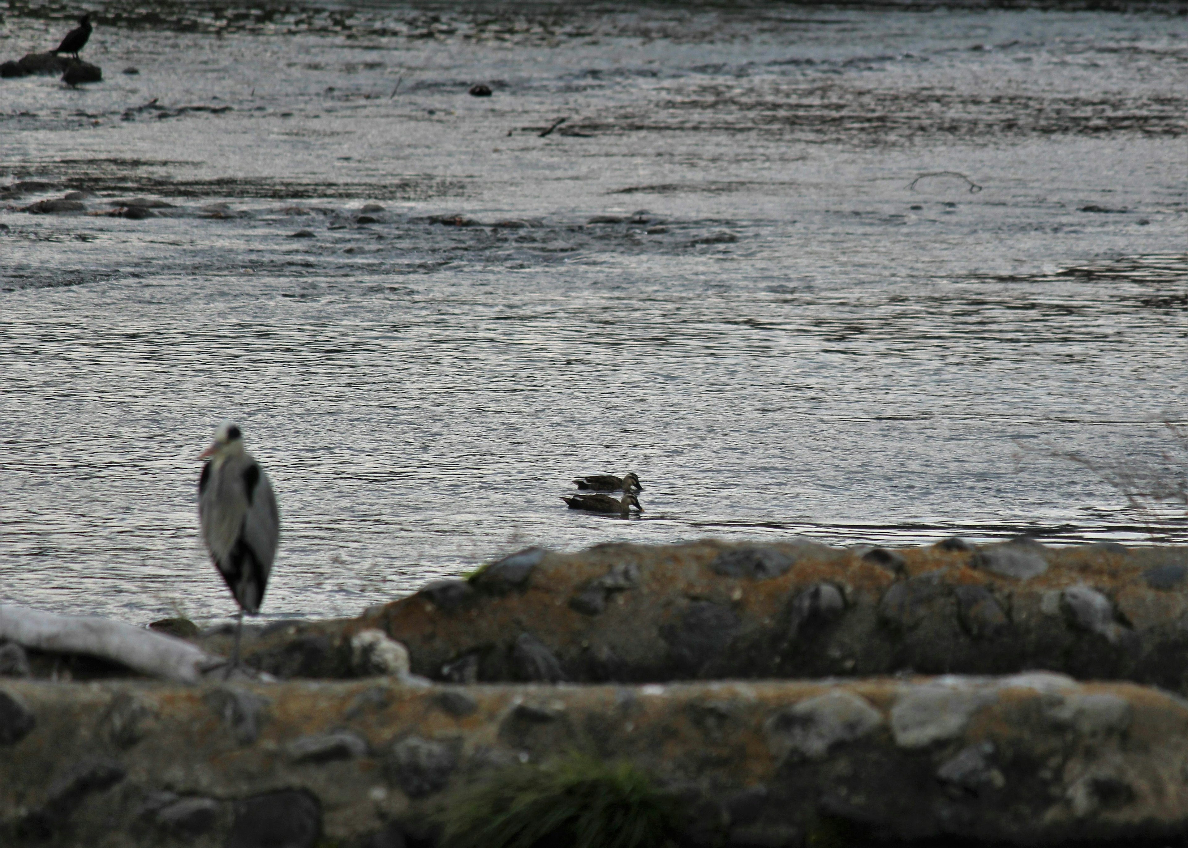 Une scène de rivière tranquille avec un oiseau debout sur la rive et un autre oiseau flottant sur l'eau