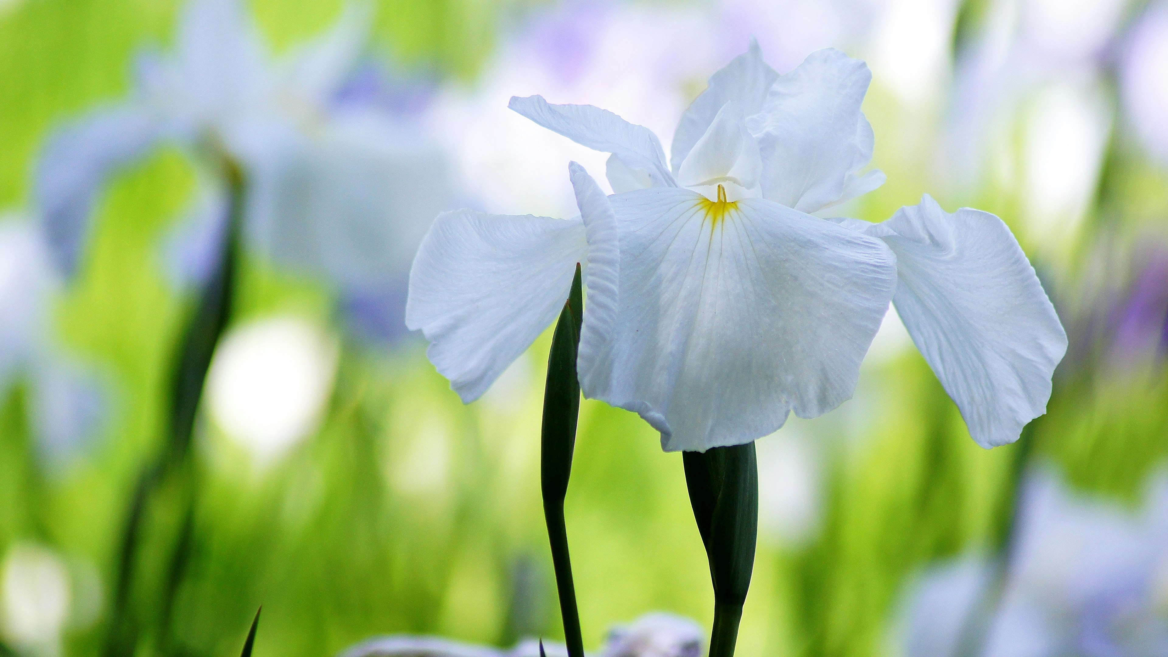 A white iris flower stands out against a green background