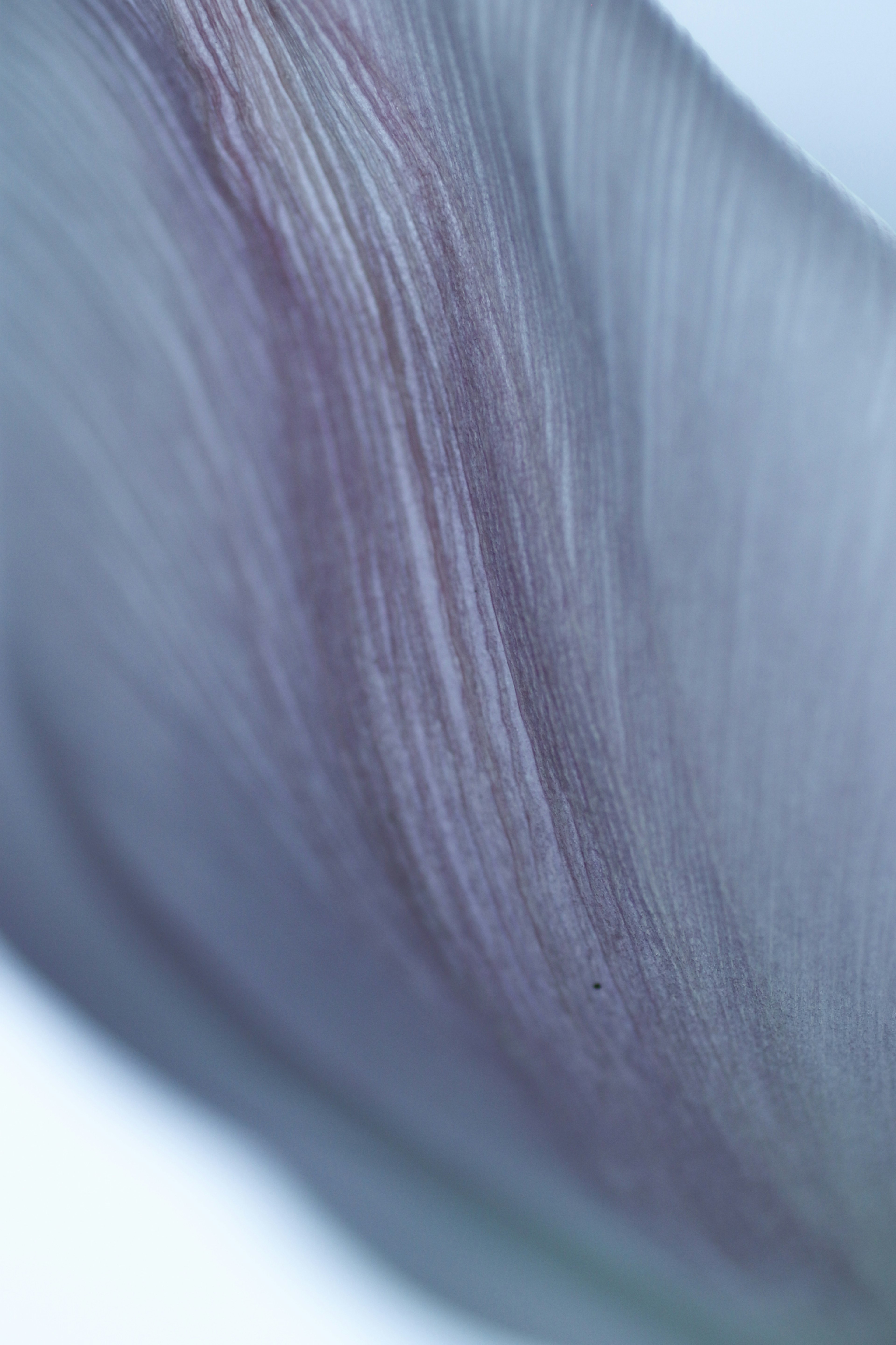 Image en gros plan d'une feuille violet clair montrant une texture lisse et des lignes fines