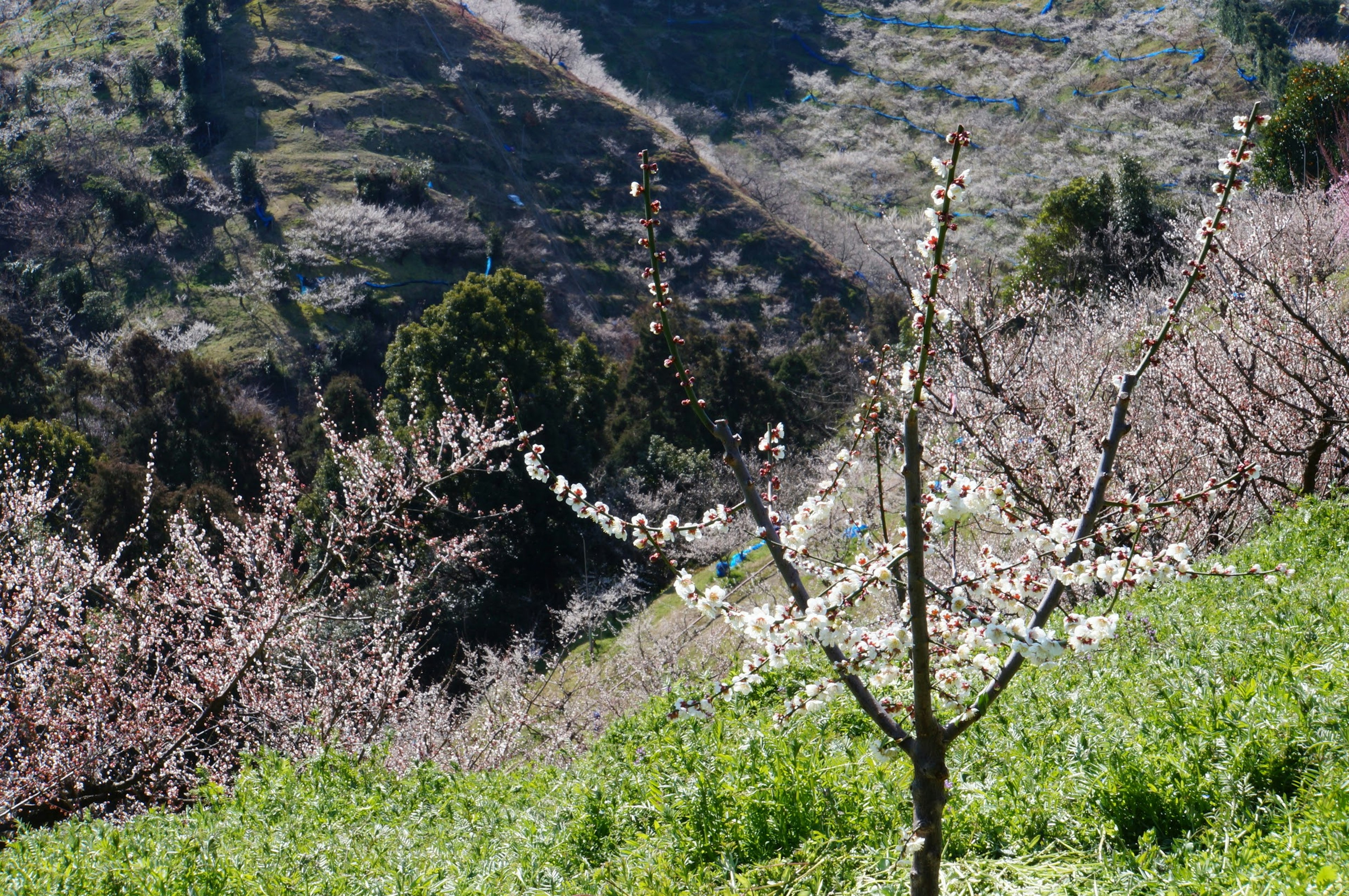 花が咲いた桃の木と緑の草地が広がる美しい風景