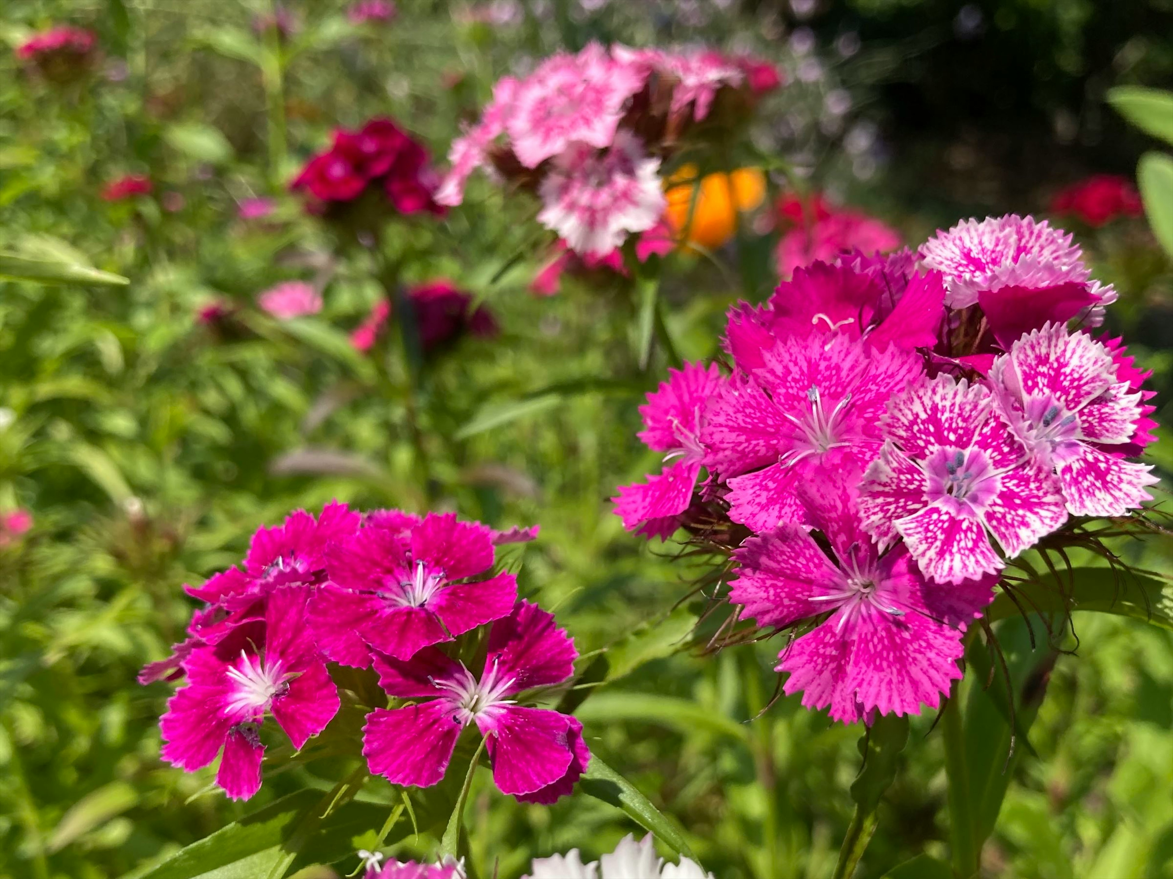 色鮮やかなピンクと白の花が咲いている庭の風景