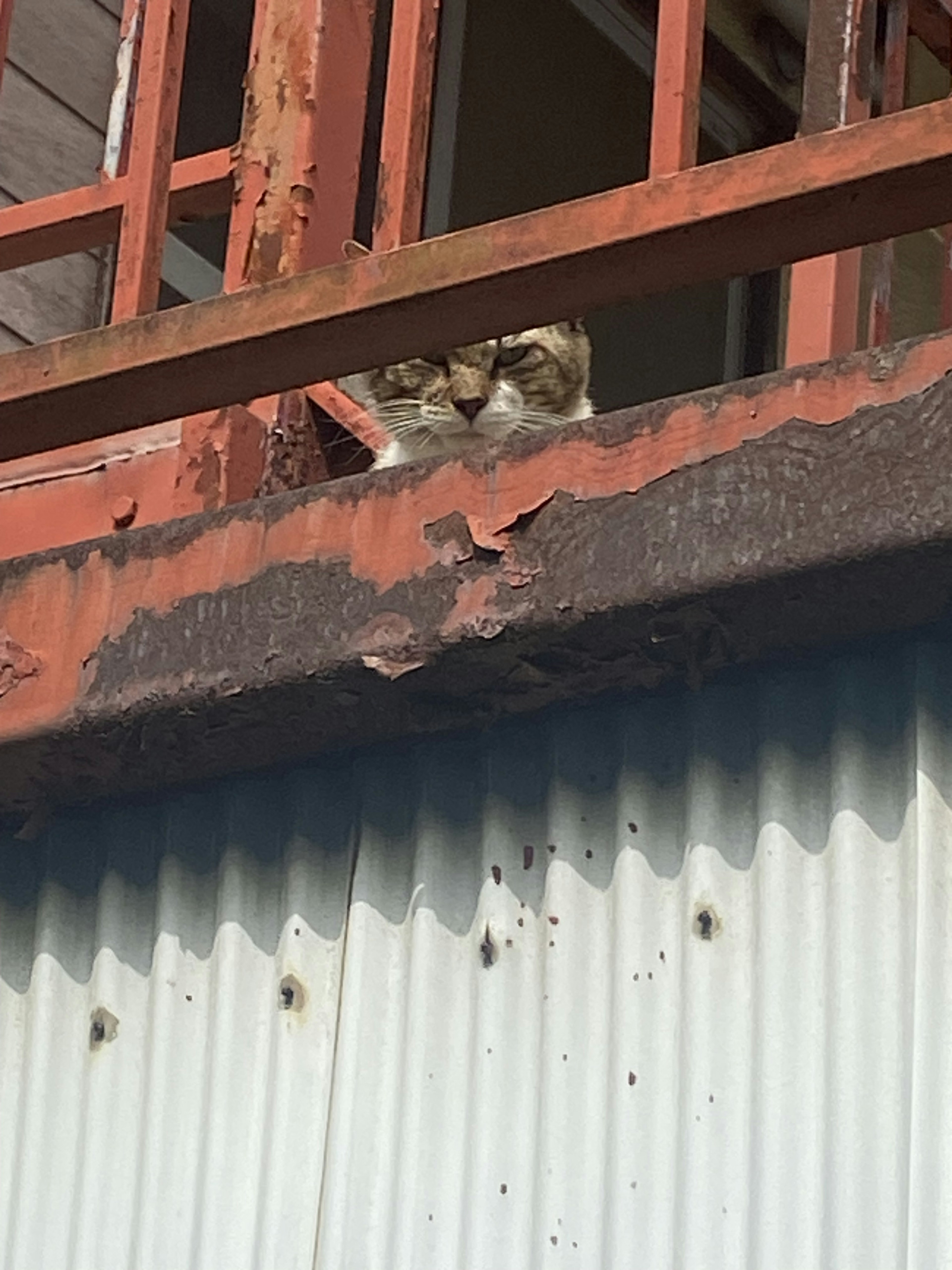 Katze, die aus einem Fenster mit rostigem Geländer und abgenutzter Wand schaut