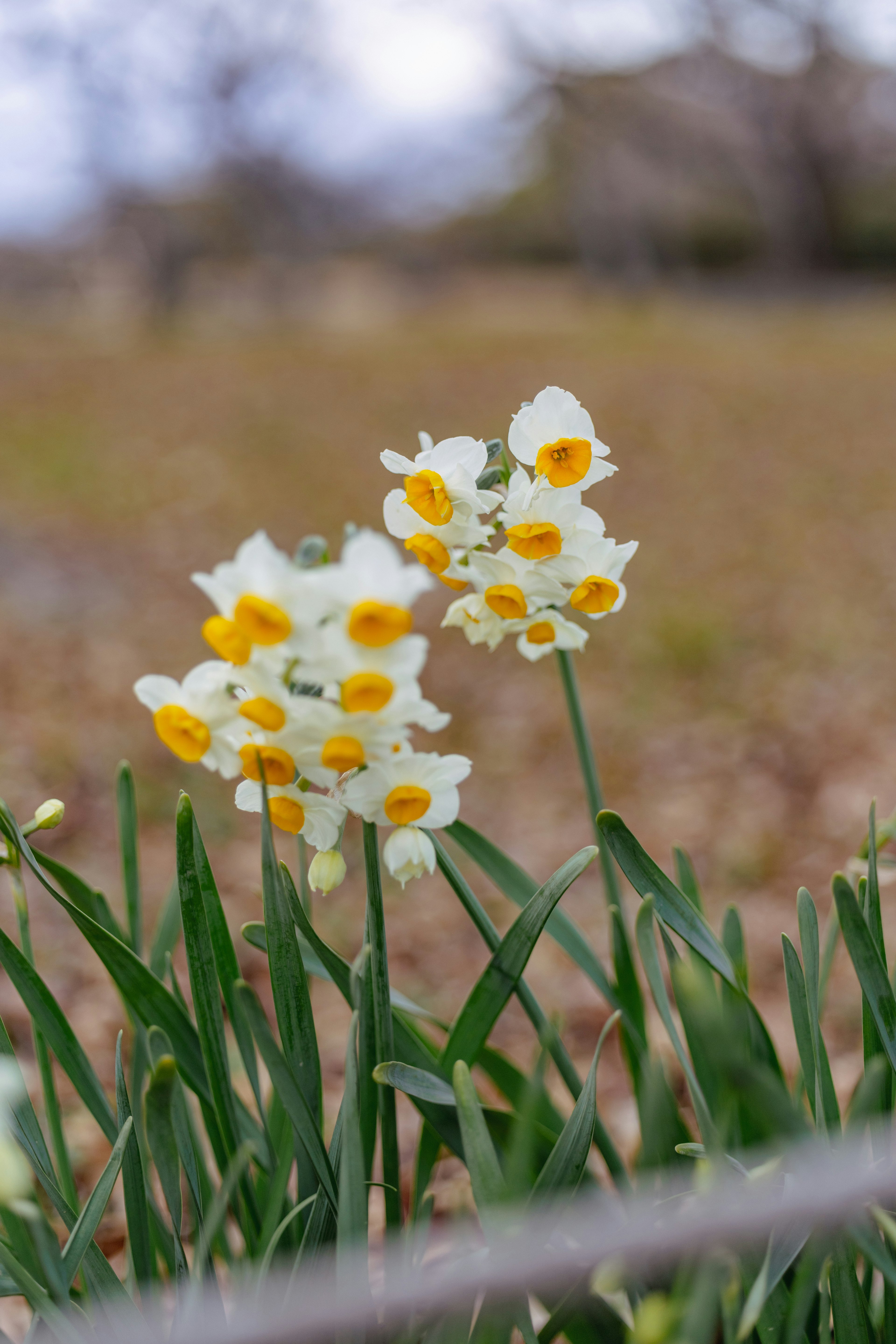 Groupe de fleurs de jonquilles blanches et jaunes dans un cadre naturel