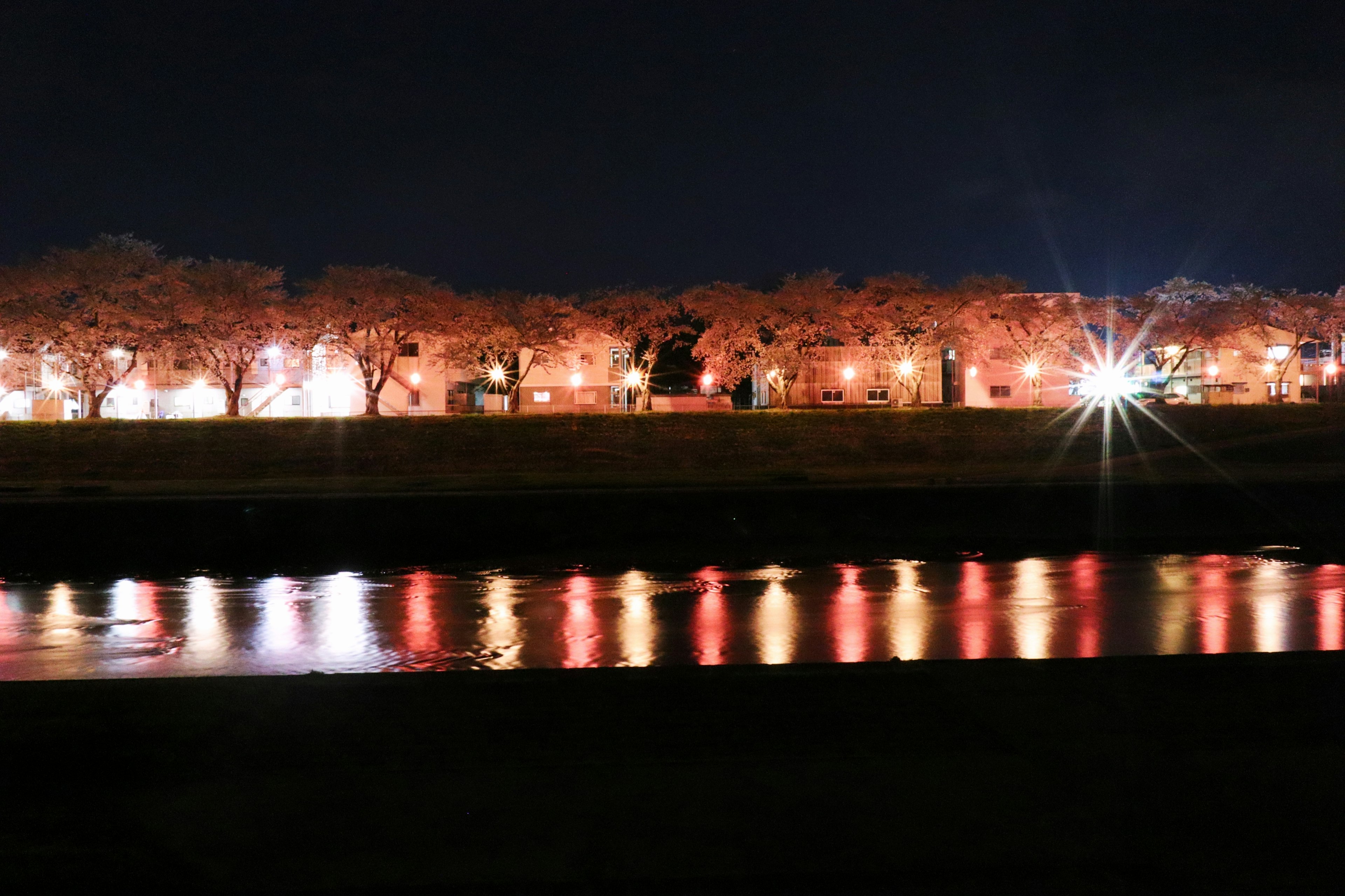 Alberi di ciliegio illuminati di notte lungo il fiume con riflessi sull'acqua