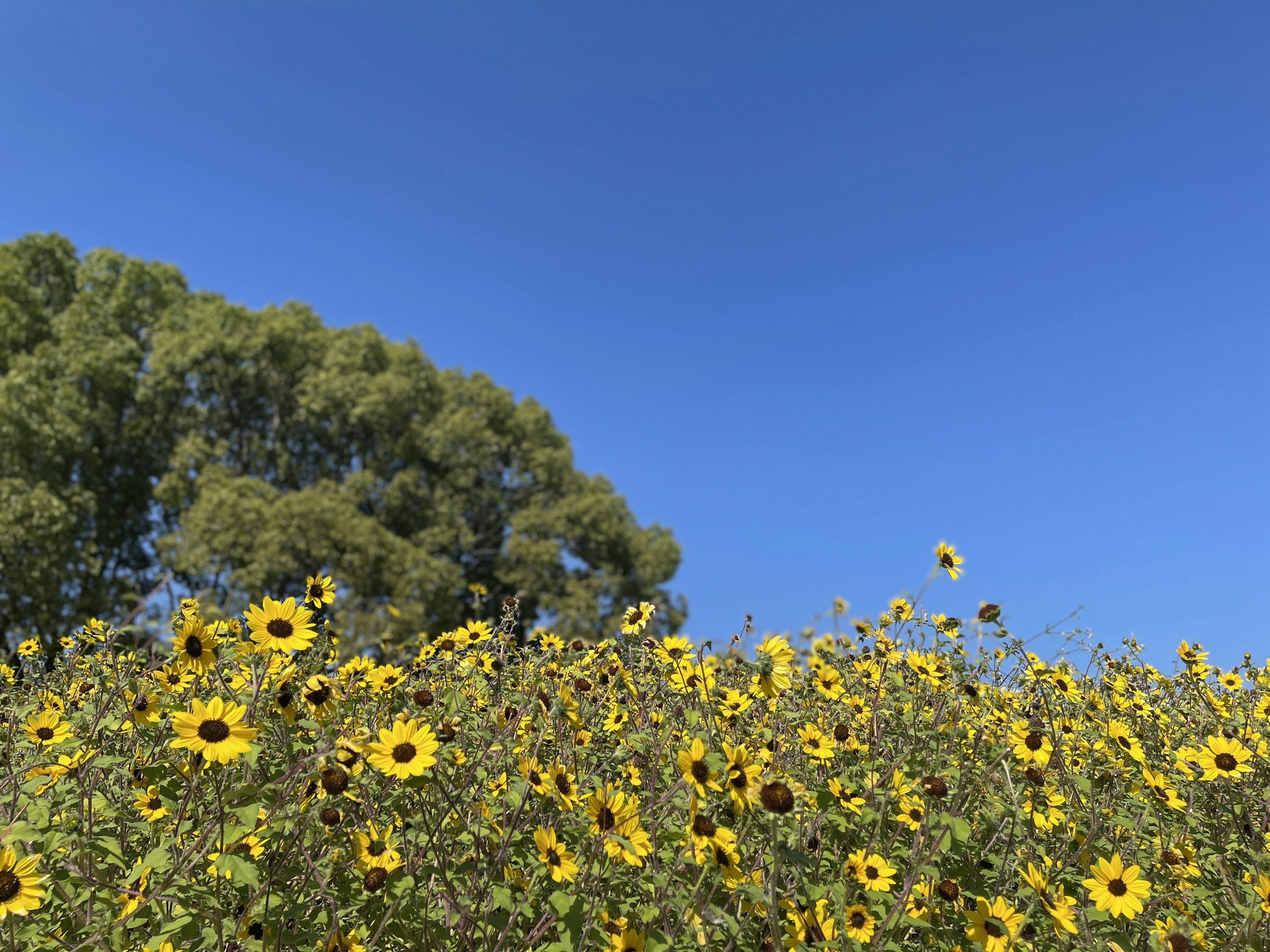 A field of sunflowers under a bright blue sky with a green tree