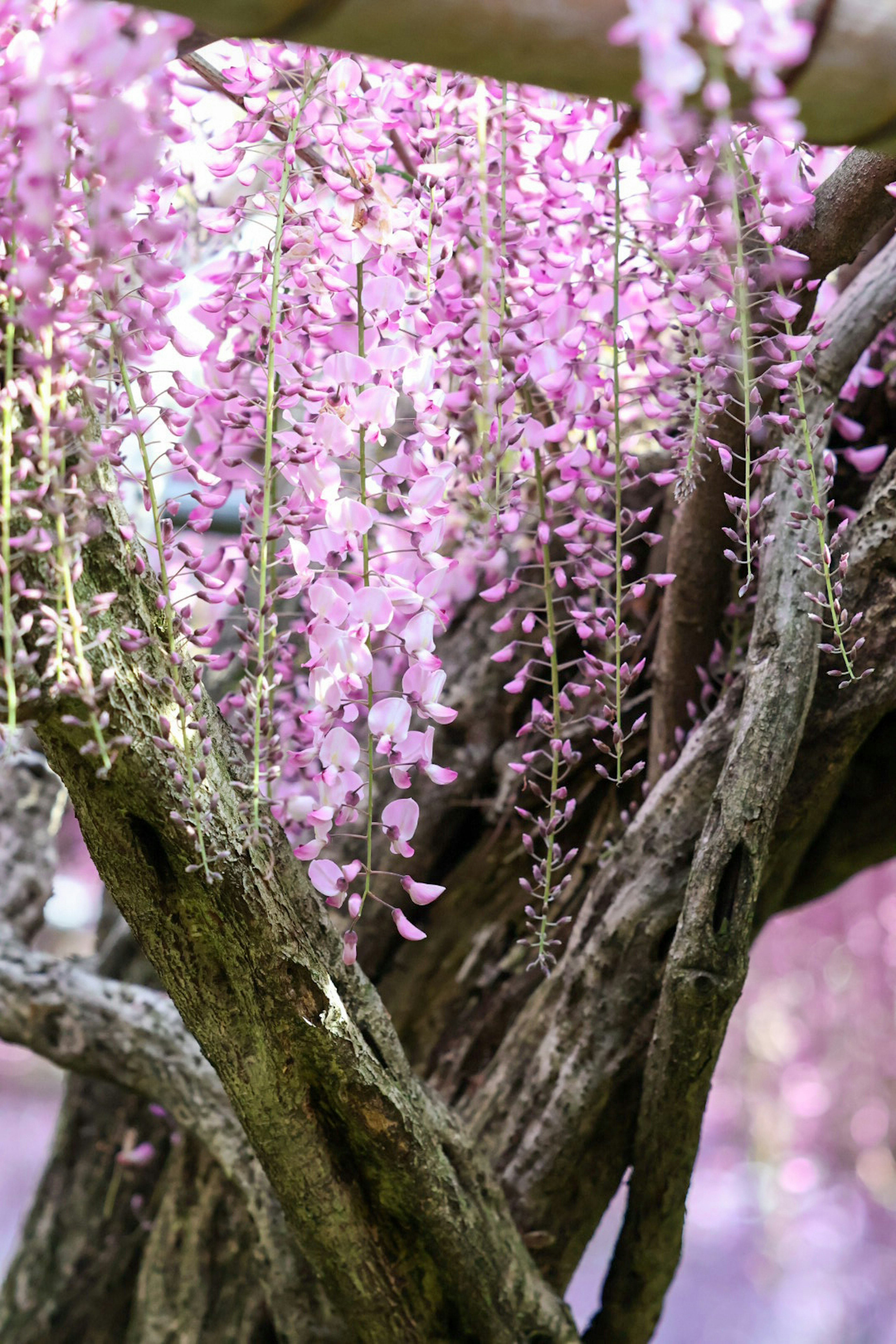 美しいピンクの藤の花が垂れ下がる木の幹の近くの景色