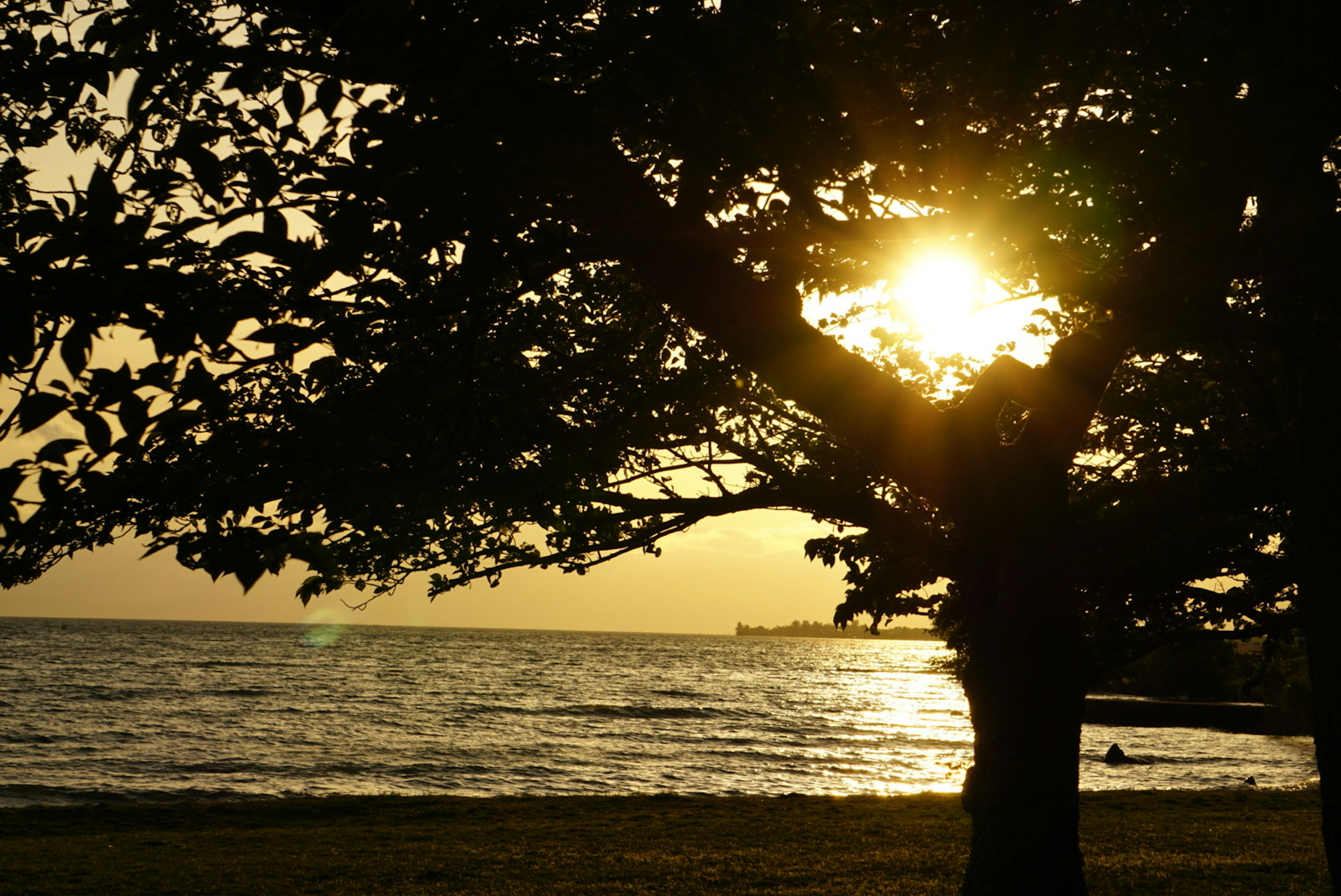 Silhouette of a tree with sunset over the sea