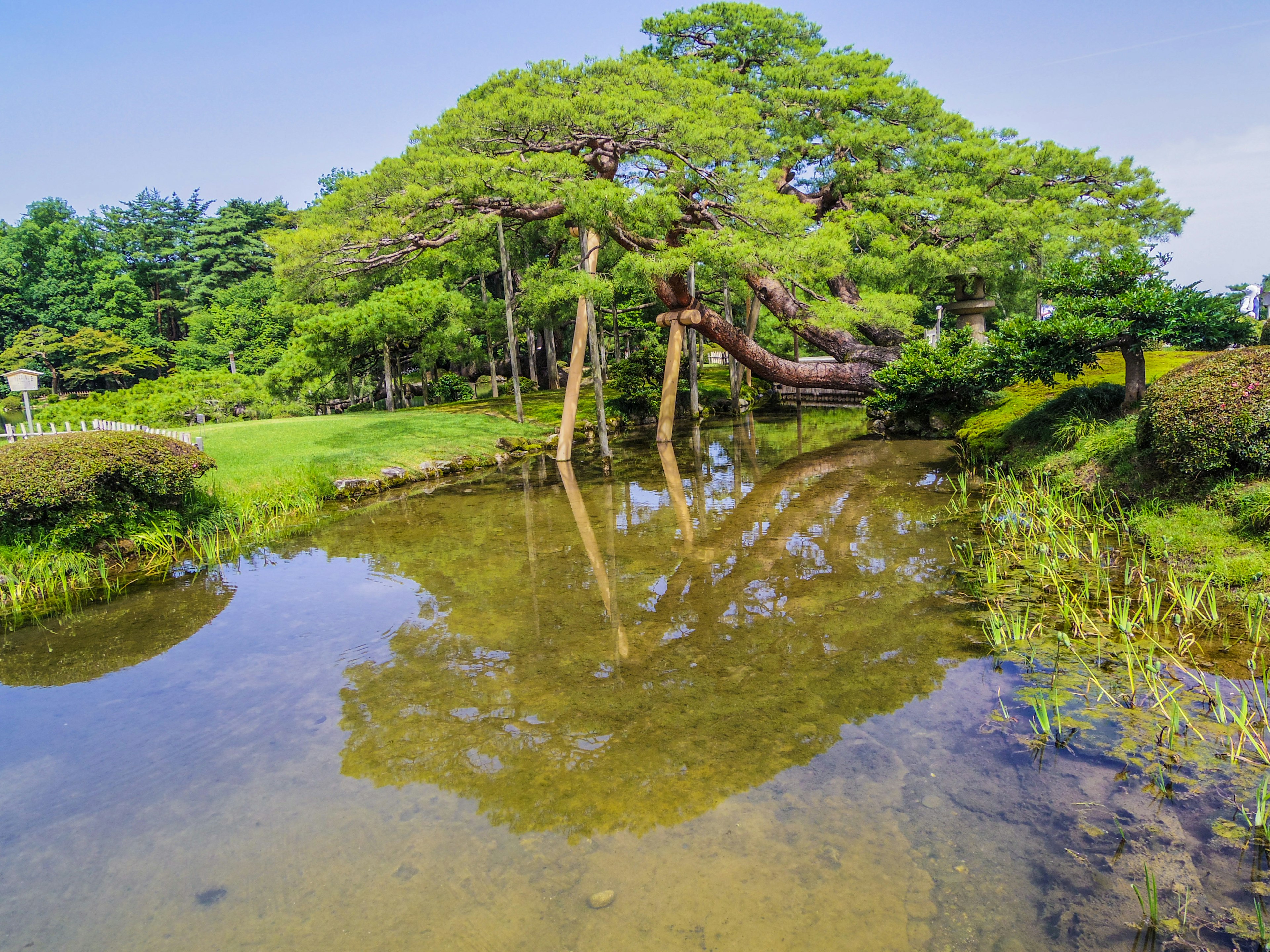 藍天下平靜池塘中倒映的松樹