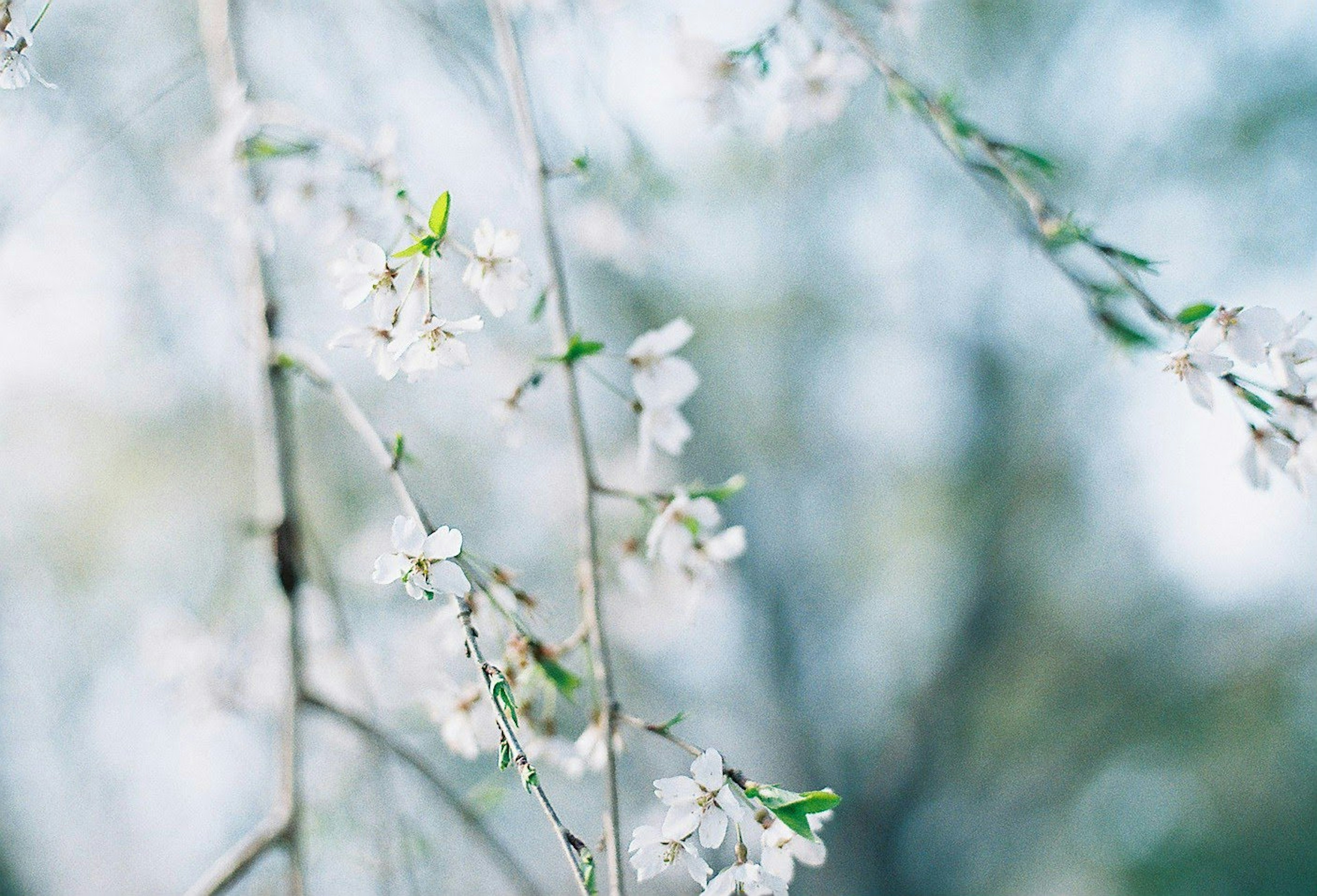 Kedekatan cabang bunga sakura dengan bunga putih yang halus