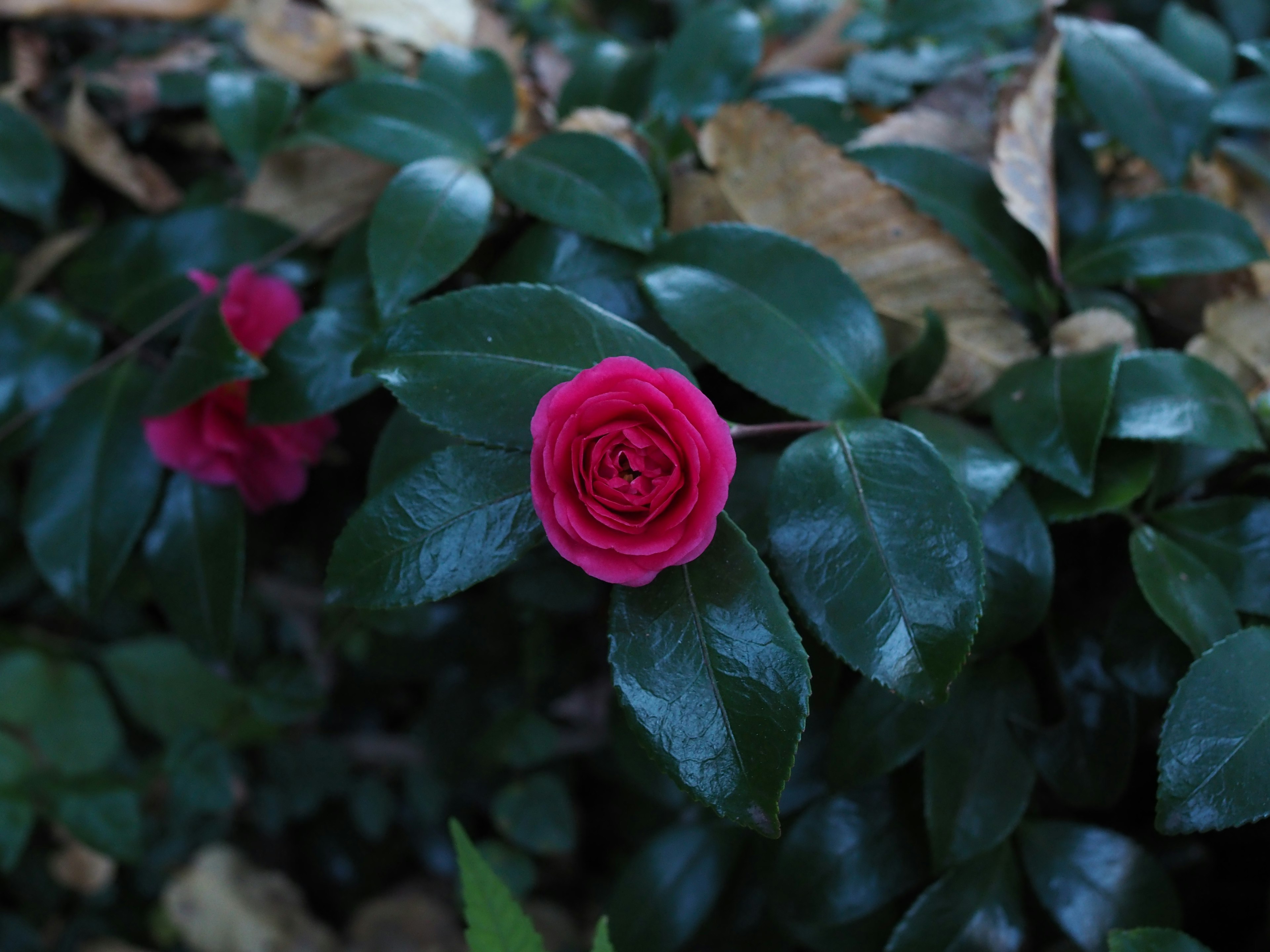 Vibrant red camellia flower blooming among green leaves