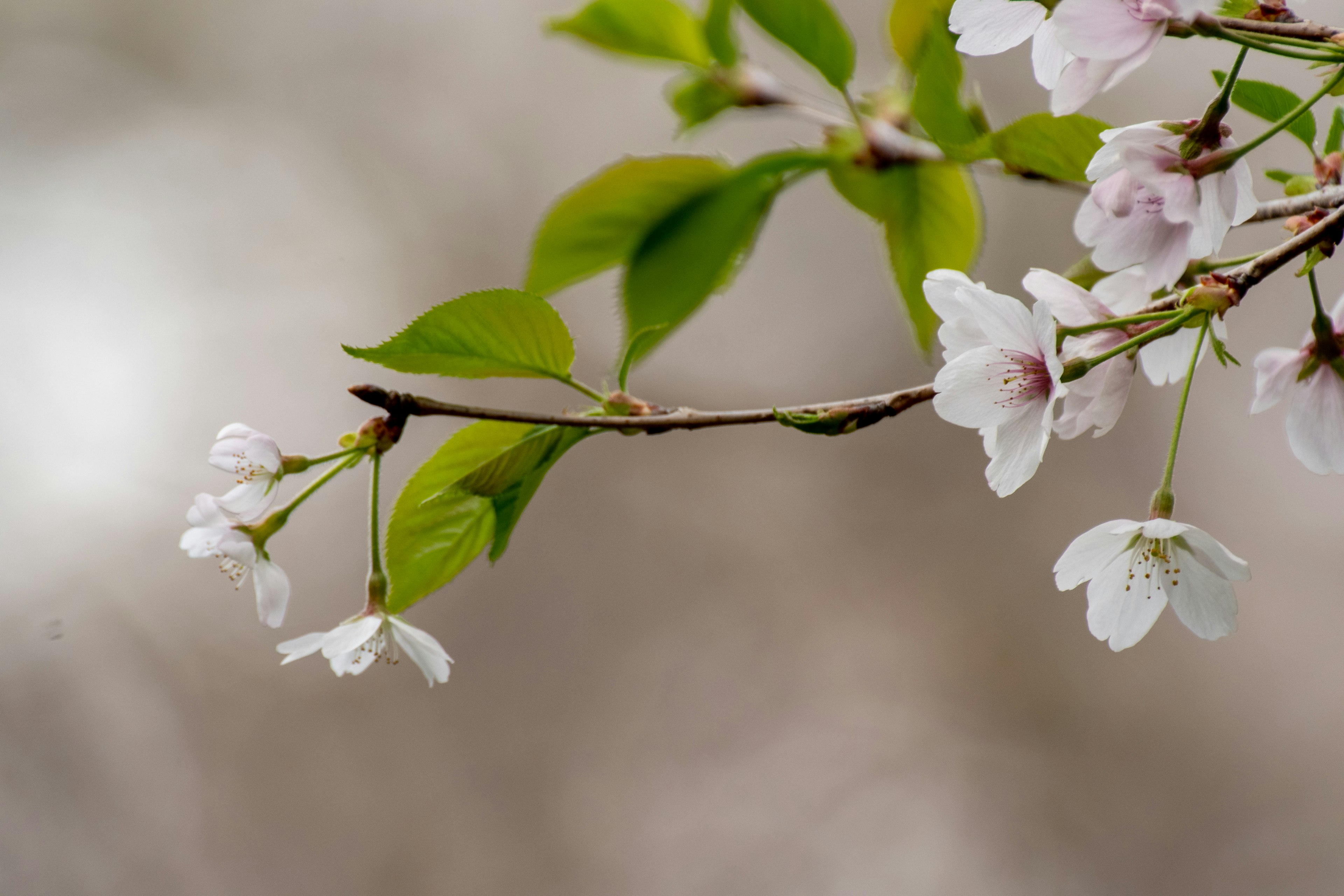 Close-up of cherry blossom flowers and green leaves on a branch