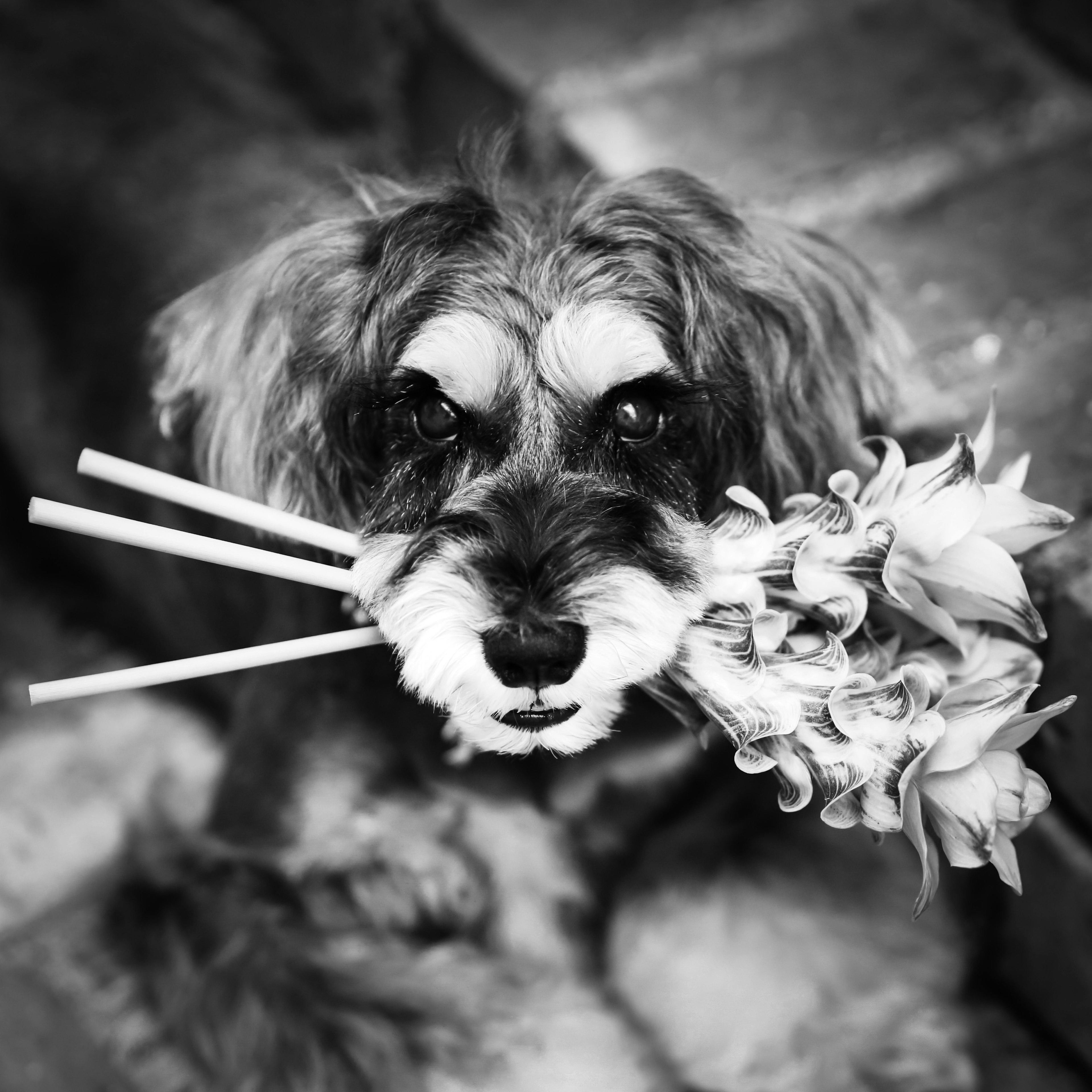 Black and white dog holding flowers in its mouth